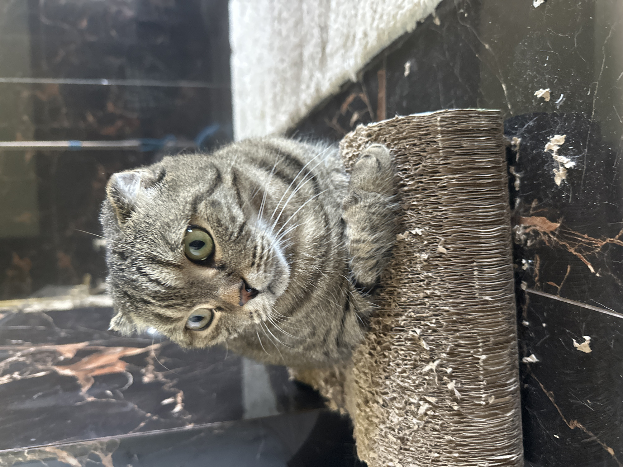 A Scottish Fold cat with green eyes and tabby markings sits on a cardboard scratching post. The cat is positioned in the foreground, with its paws resting on the scratching post. The background features dark, reflective surfaces and a light-colored rug. The environment appears to be indoors, likely a domestic setting. There is no indication of the location being in the city of Virki, Russia.