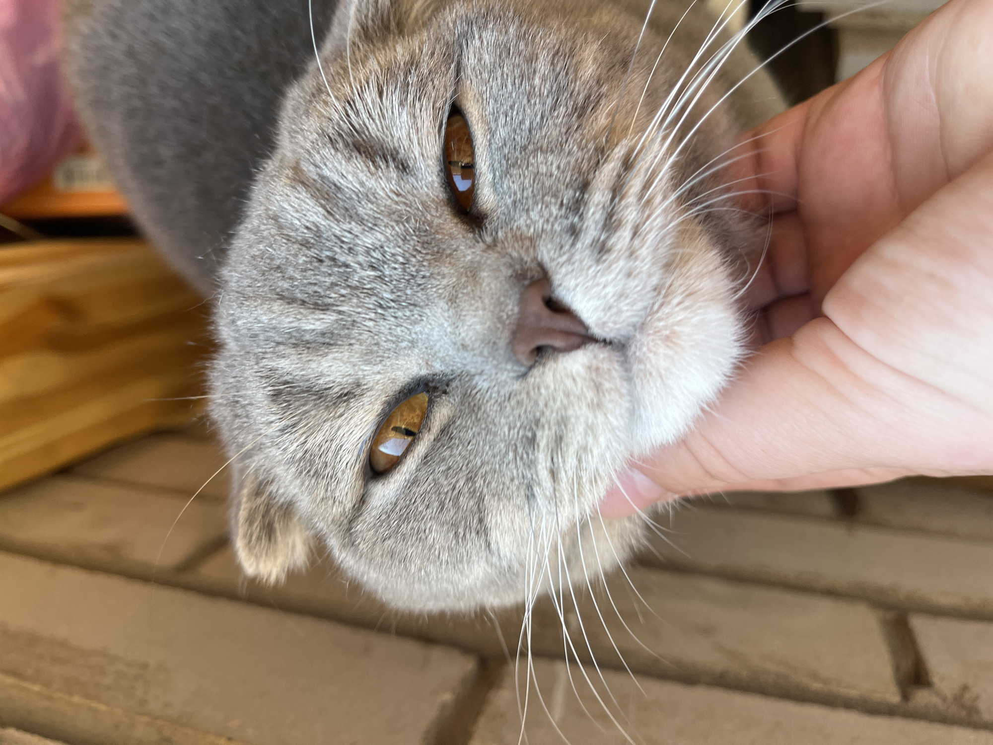 A close-up shot depicts a gray tabby cat with amber eyes being pet by a hand. The cat is positioned at an angle, with its head tilted. The background is out of focus, showing wooden planks. The image does not appear to contain any information that identifies Chaikovsky, Russia.