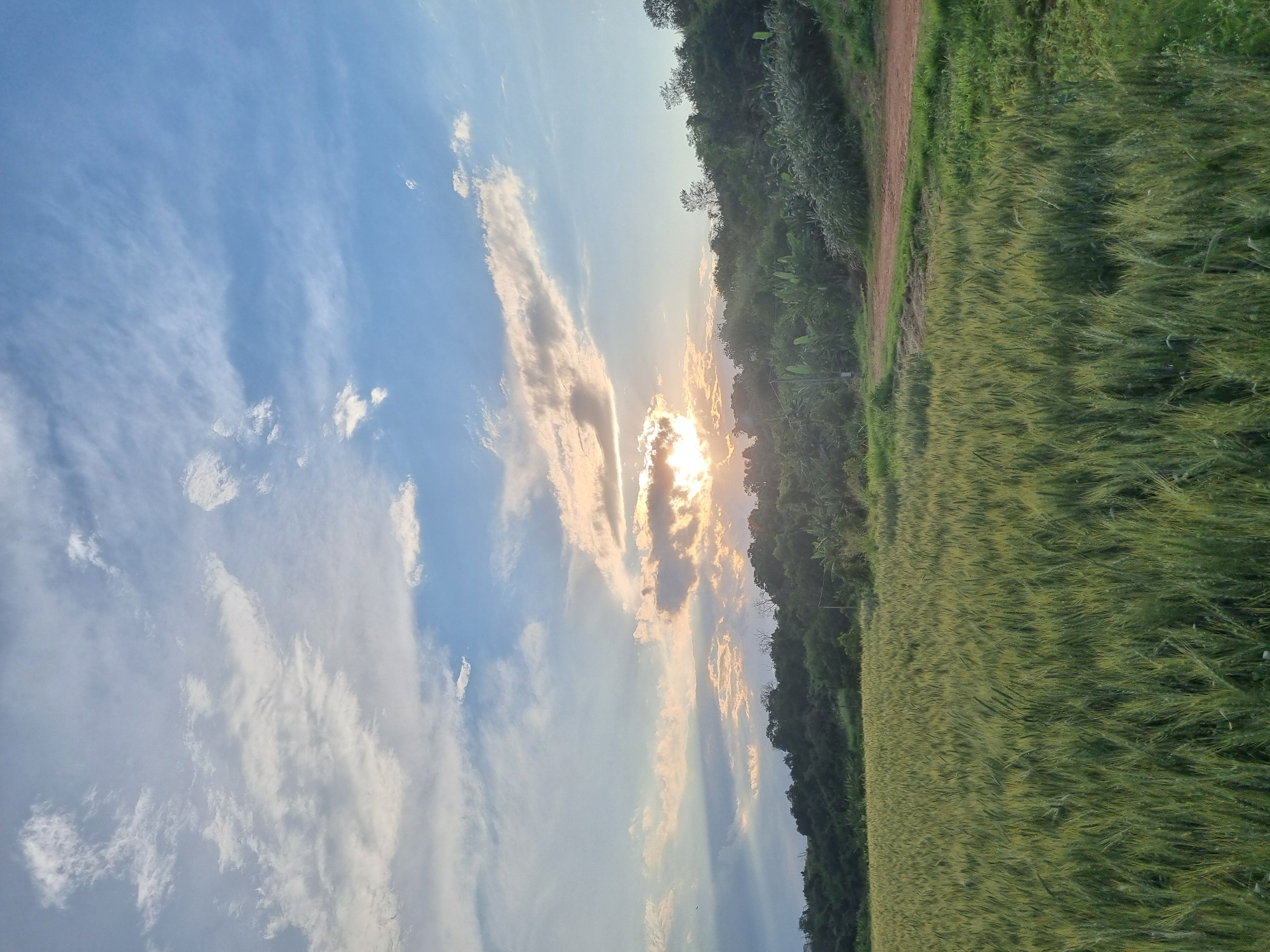 This is a full-frame, vertical, eye-level, medium shot of a rural landscape in Laranjal Paulista, Brazil. The image captures a field of young wheat or barley in the foreground, stretching from the bottom edge to about two-thirds up the frame. The plants are a vibrant green with hints of yellow, indicating they are in their growth stage. The field is densely populated with stalks, creating a textured surface.
In the middle ground, a line of trees and dense vegetation forms a hilly backdrop. The trees are varied in height and species, with some appearing as large, mature trees and others as smaller shrubs and plants. The foliage is predominantly dark green. A dirt path or unpaved road is visible winding through the vegetation on the right side of the image, suggesting a rural access route.
The sky occupies the top third of the image and is a mixture of blue sky and clouds. The sun is setting or rising, partially obscured by scattered, wispy clouds, casting a warm, golden light across the sky. The sunlight is breaking through the clouds in some areas, creating rays of light and highlighting the edges of the clouds with an orangish glow. There are no people or animals visible in the frame. The overall scene is one of natural beauty and tranquility, characteristic of a rural setting in the Brazilian countryside.