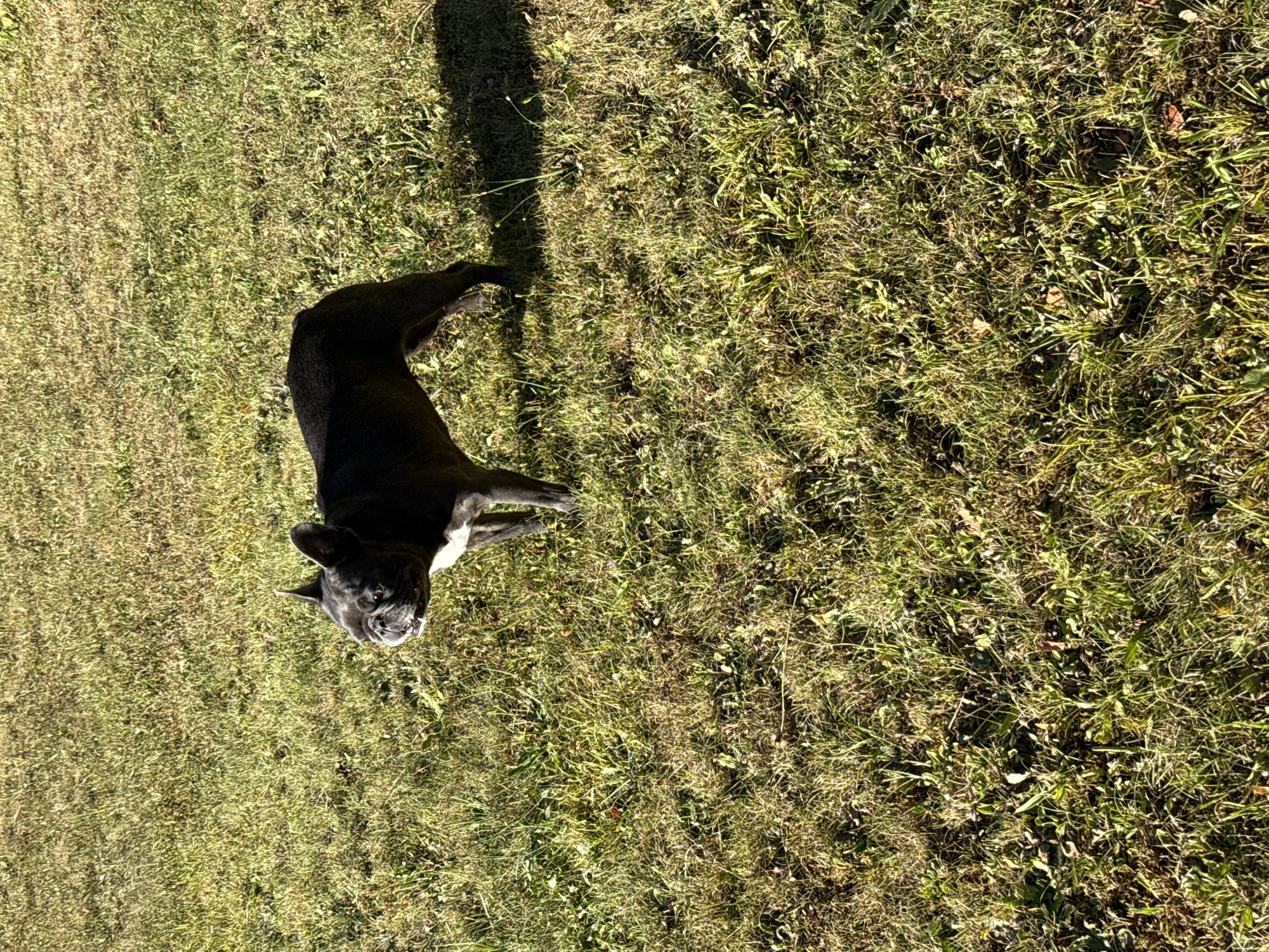 A dark-colored French bulldog stands on a sun-drenched grassy field. The dog is facing towards the left of the frame, with its head turned to look slightly upwards and to the left. Its ears are perked up, and its mouth is slightly open, revealing its teeth. The dog has a white patch on its chest. The grass appears dry in some areas and greener in others, with scattered leaves and some weeds. A shadow is cast on the grass to the right of the dog. The scene is outdoors, likely in a park or a residential backyard. This image was captured in Bad Sachsa, Germany.