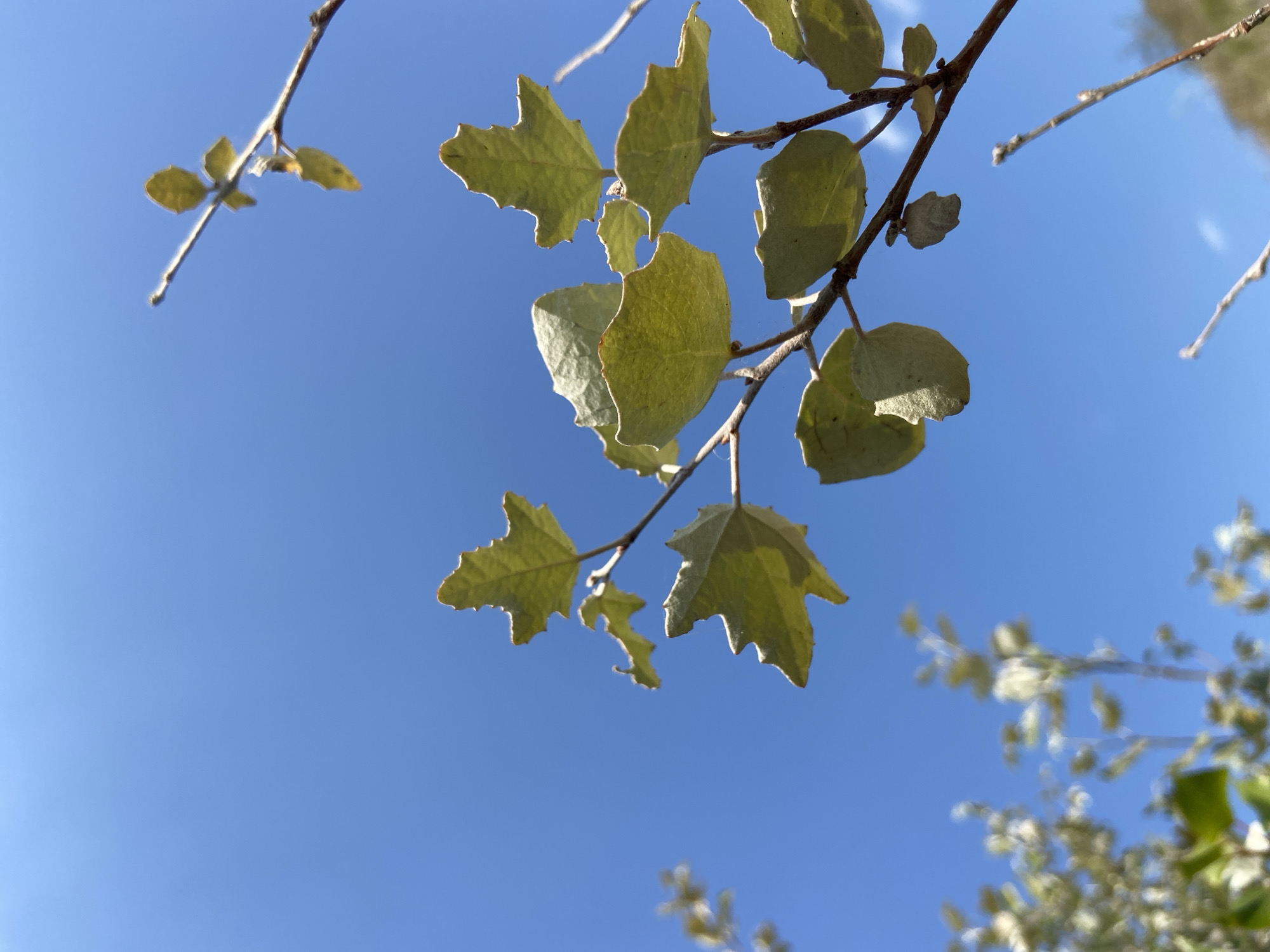The image shows a close-up view of a tree branch with light green, serrated leaves against a clear blue sky. The branch extends from the right side of the frame towards the left, with several leaves clustered along it. Some of the leaves are in focus, revealing their textured surfaces and distinctive lobed shapes, while others are softer in focus or out of frame. In the lower left corner, a blur of more foliage suggests additional trees or plants in the background. The sky is a solid, bright blue, indicating a sunny day. The overall scene is natural and serene, focusing on the details of the plant against the expansive sky. The location is Куйбышевское сельское поселение, Ukraine.