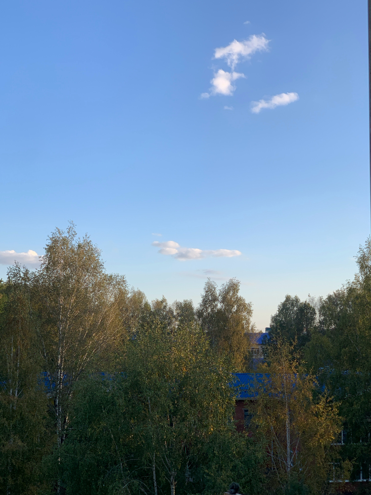 The image depicts a scene from Prokopyevsk, Russia. The foreground is dominated by a dense canopy of trees, primarily birch trees with their distinctive white bark, interspersed with other deciduous trees displaying autumn foliage in shades of green, yellow, and brown. Sunlight filters through the leaves, creating dappled patterns. Partially visible behind the trees are the blue metal roofs of several multi-story buildings. The sky above is a clear, pale blue with a few scattered, wispy white clouds. One group of clouds in the upper right quadrant of the sky appears to be in the shape of the letter "Z." The overall impression is one of an urban fringe with a significant presence of natural vegetation. There are no people or animals clearly visible in the frame. The lighting suggests it is late afternoon or early evening, given the angle of the sun.