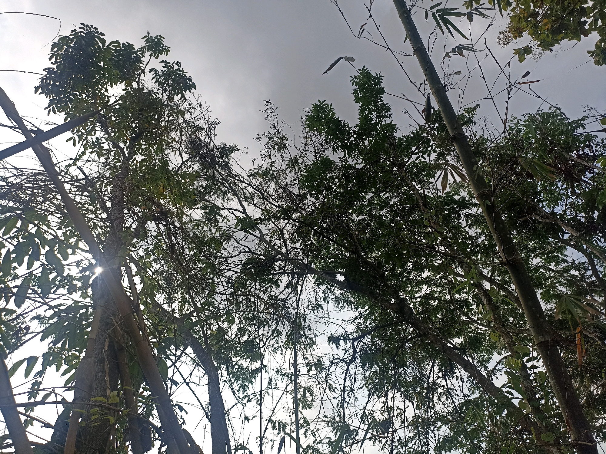 The image shows a low-angle view looking up through a canopy of trees and bamboo against a cloudy sky. A bird is captured mid-flight in the upper center of the frame. The foliage is dense and green, with sunlight intermittently breaking through the leaves, creating lens flare in the lower left quadrant. The scene is consistent with a natural environment, possibly a forest or wooded area, and could be located in or around Widoro, Indonesia, a region known for its lush vegetation. There are no people or visible structures in the image.