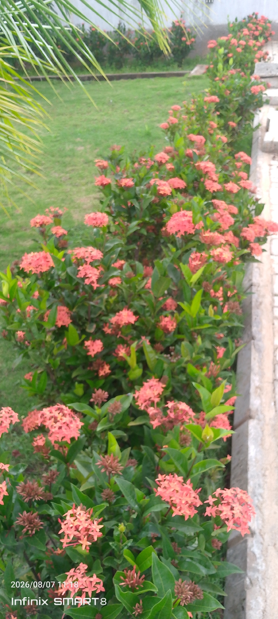 The image shows a row of Ixora plants with clusters of coral-pink flowers and green leaves, bordering a grassy area. The plants are arranged along a low concrete border. In the background, more Ixora plants are visible, and beyond that, a white wall. A palm frond hangs into the frame from the upper left corner. The scene appears to be an outdoor garden or park area, possibly in a residential or public space. The bottom of the image contains a watermark with the date "2026/08/07 11:18" and "Infinix SMART8." The location is identified as Kakau, Nigeria. There are no people or animals visible in the image.