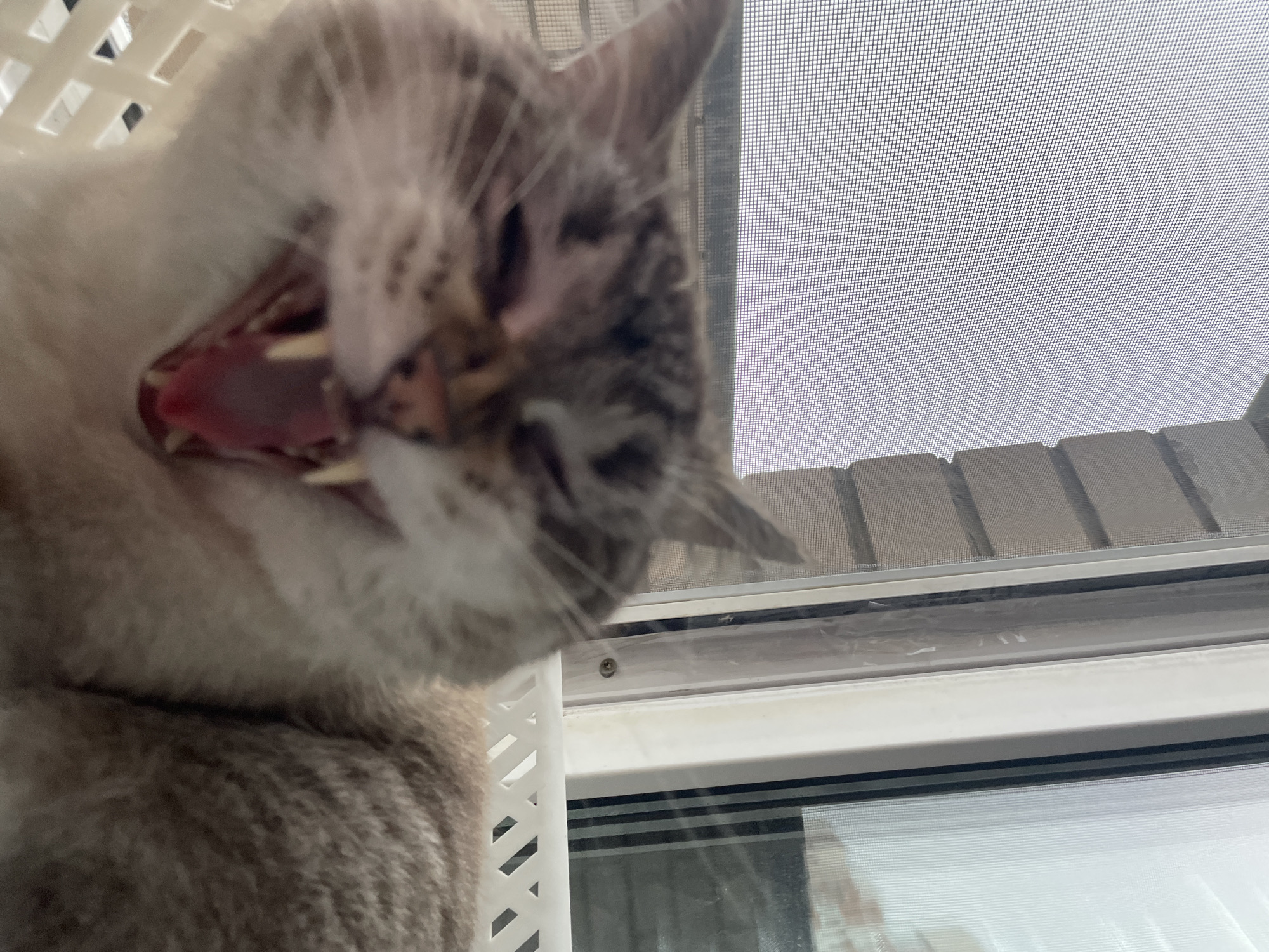 A close-up, low-angle, blurry shot captures a cat yawning widely, showing its pink tongue and sharp teeth. The cat's fur is a mix of light brown and white with darker tabby stripes on its body. The background is out of focus, but appears to be a window with a screen. The setting suggests an indoor location with natural light. The time of day is unclear. No text is visible in the image.