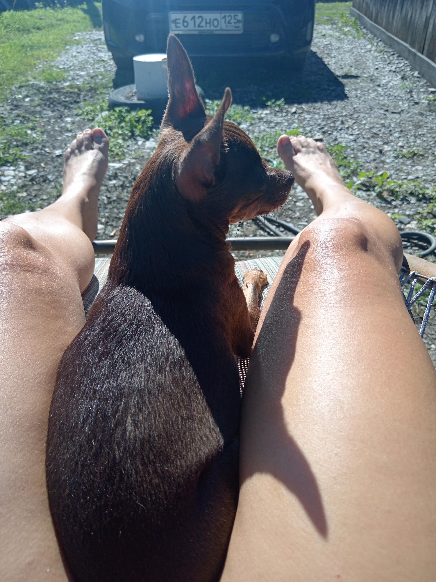 An overhead, medium shot captures a chihuahua dog nestled between the legs of a person reclining on a lounge chair. The dog, a rich brown color, is positioned facing left with its ears perked. The person's tanned legs are visible, with one foot resting on the ground to the left and the other leg extending towards the right. The lounge chair, striped with light colors, is partially visible beneath the dog. In the background, a dark-colored car with a license plate that reads "E612HO 125" is parked on a gravel surface. Lush green grass and foliage surround the area, and a wooden fence borders the far right of the scene. The lighting suggests a sunny day. This image was taken in Novopokrovka, Russia.