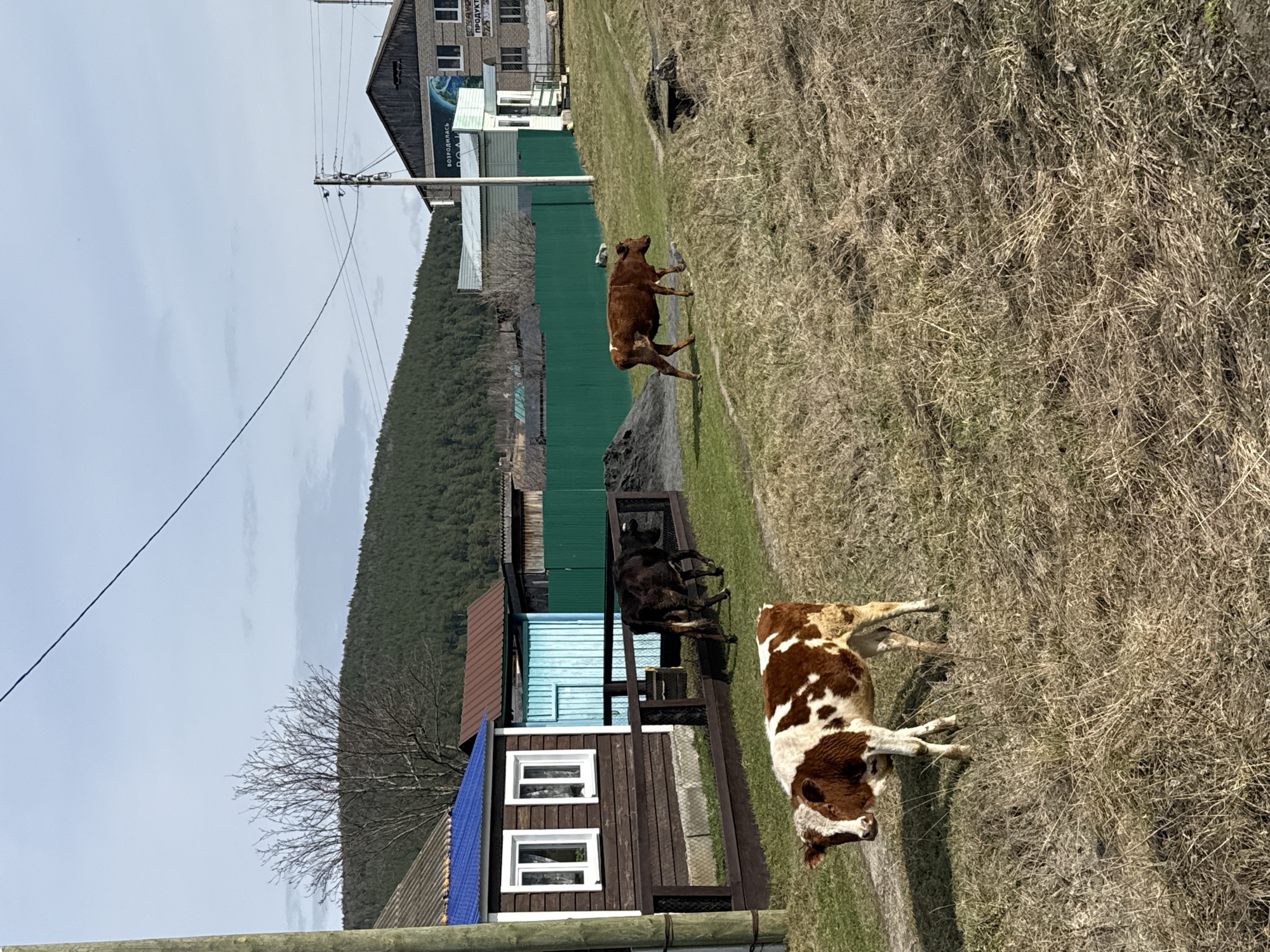 The image depicts a rural scene in Tyulyuk, Russia. Three cows are grazing in a grassy area. In the background are several wooden structures, including a two-story building with a blue roof and white-framed windows. Beyond the buildings is a hillside covered in trees. An electrical line stretches across the sky. The ground is covered in dry grass. A fence runs along the foreground, and another green fence is visible behind one of the cows.