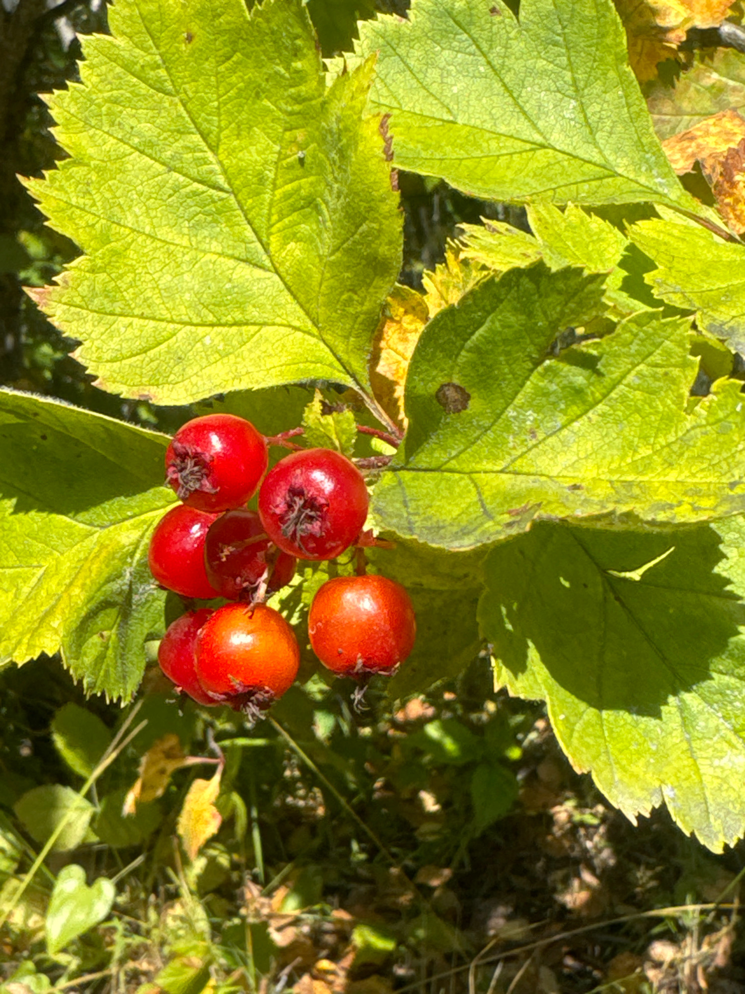In the natural environment of the museum complex "Taltsy" in the Irkutsk region of Russia, a close-up view captures a cluster of vibrant red berries, likely hawthorn, against a backdrop of lush green leaves. The berries, some appearing plump and ripe, are tinged with a deeper red hue, while others exhibit a brighter, more translucent red. The leaves, broad and serrated along their edges, display a textured surface with visible veins and a slight sheen, suggesting they are healthy and well-lit by sunlight. Patches of yellowing and brown on some leaves indicate the changing season, likely autumn. The sunlight filters through the foliage, creating dappled shadows and highlights that add depth and dimension to the scene. The ground below is a blend of green undergrowth and darker soil, with hints of dried leaves. The image focuses exclusively on the plant life, with no signs of human presence or activity.