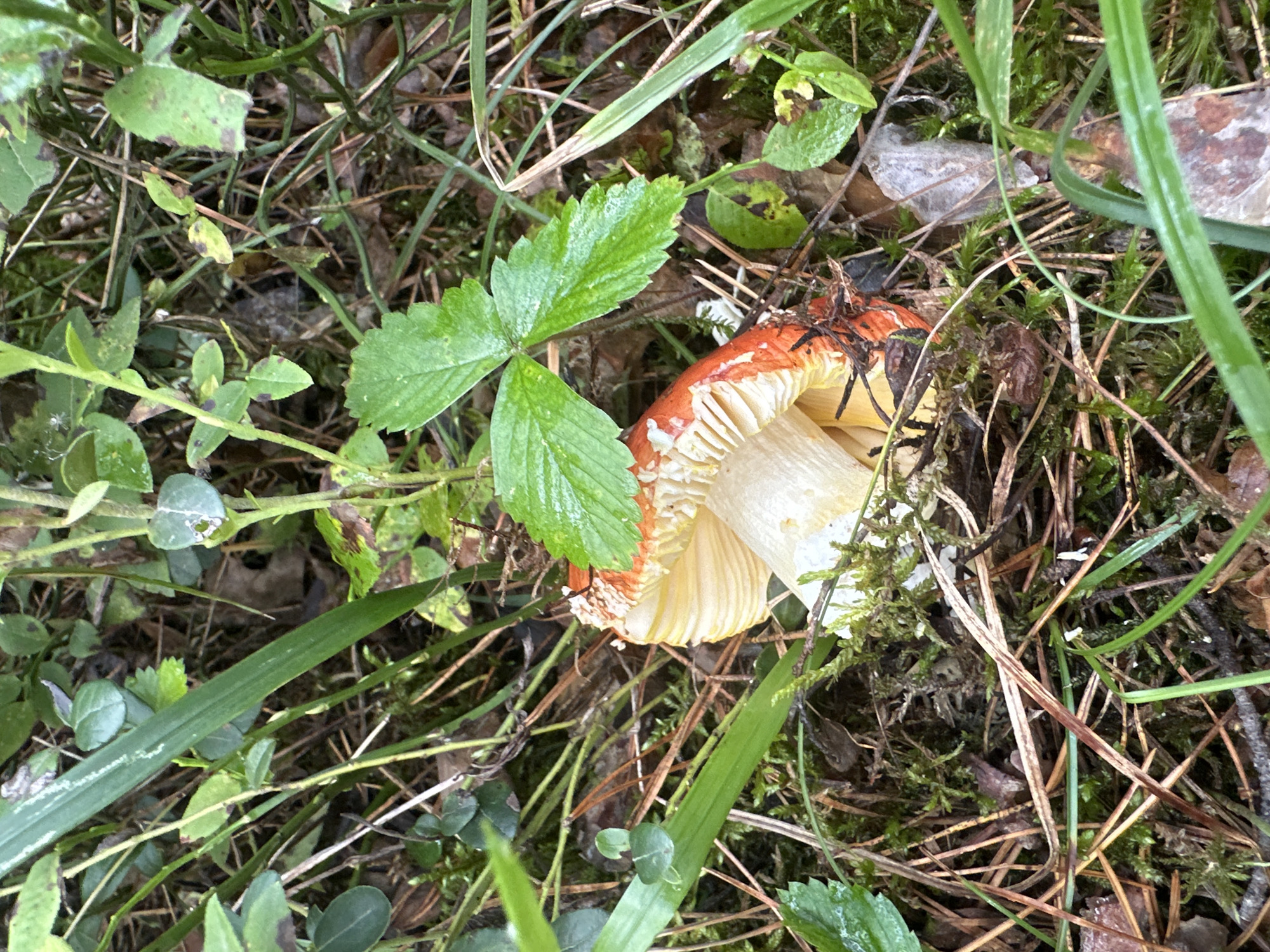 A single, partially visible mushroom with a bright orange cap and white gills is situated amidst a forest floor. The mushroom is surrounded by green vegetation, pine needles, and moss. The background is out of focus, showing more greenery and a dark, earthy tone. The lighting suggests an overcast day, and the image appears to be taken from a slightly elevated angle, looking down at the mushroom. The scene is located in the forest near the city of Sokolovo, Russia.