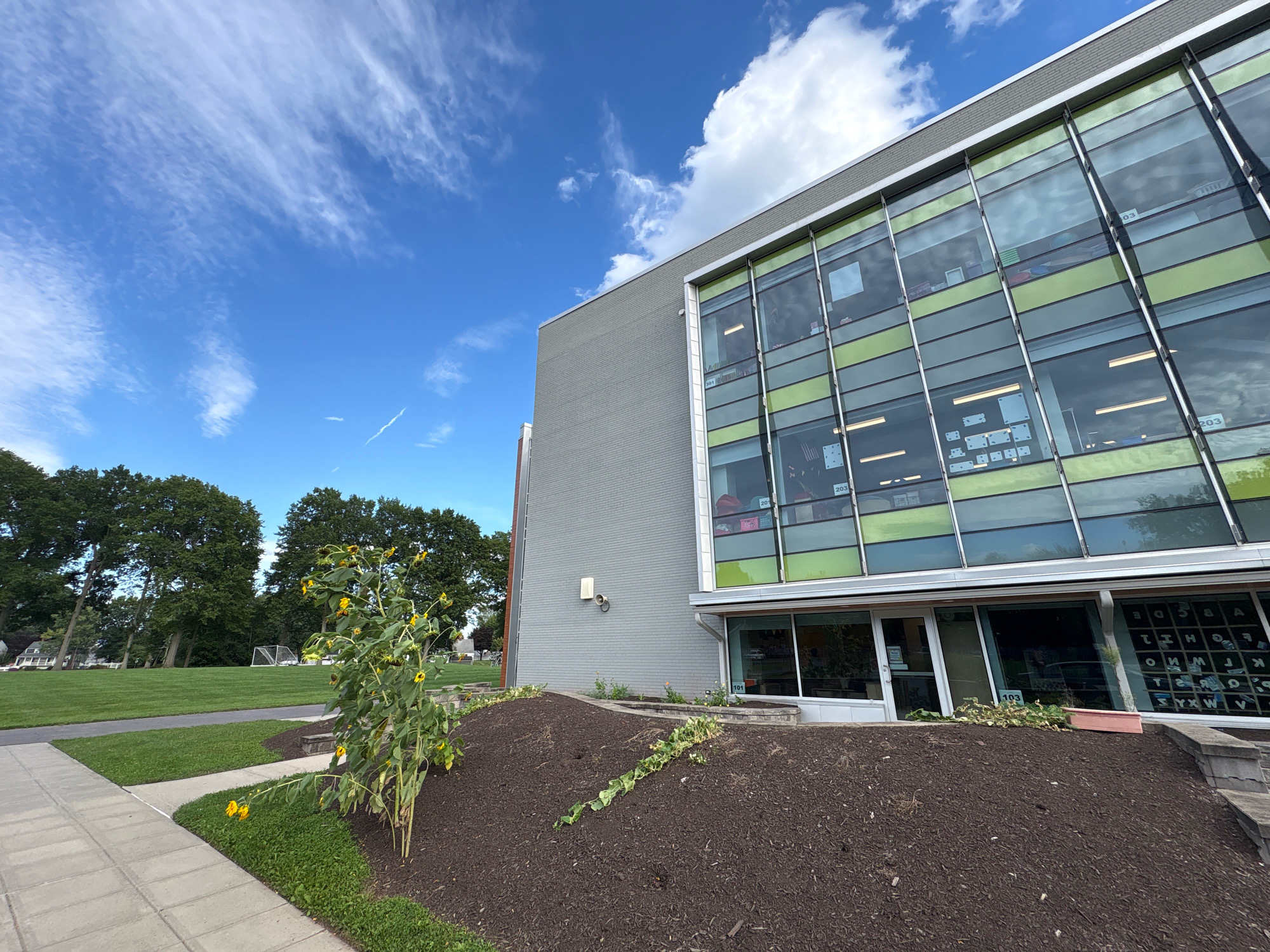 The image depicts a modern building with a facade featuring large windows and green accents, located in Wethersfield, United States of America. A sidewalk made of light-colored rectangular pavers lines the foreground, adjacent to a patch of dark, mulched soil. A tall sunflower plant with yellow blooms is positioned on the mulched area, leaning towards the left. Beyond the mulched area, a well-maintained green lawn stretches out, with trees in the background. A soccer goal is visible on the far left side of the lawn. The sky above is a vibrant blue, dotted with scattered white clouds. The building's windows offer glimpses into what appear to be classrooms, with some displaying educational materials like alphabet charts. The overall scene suggests a school or educational facility in a suburban or park-like setting.
