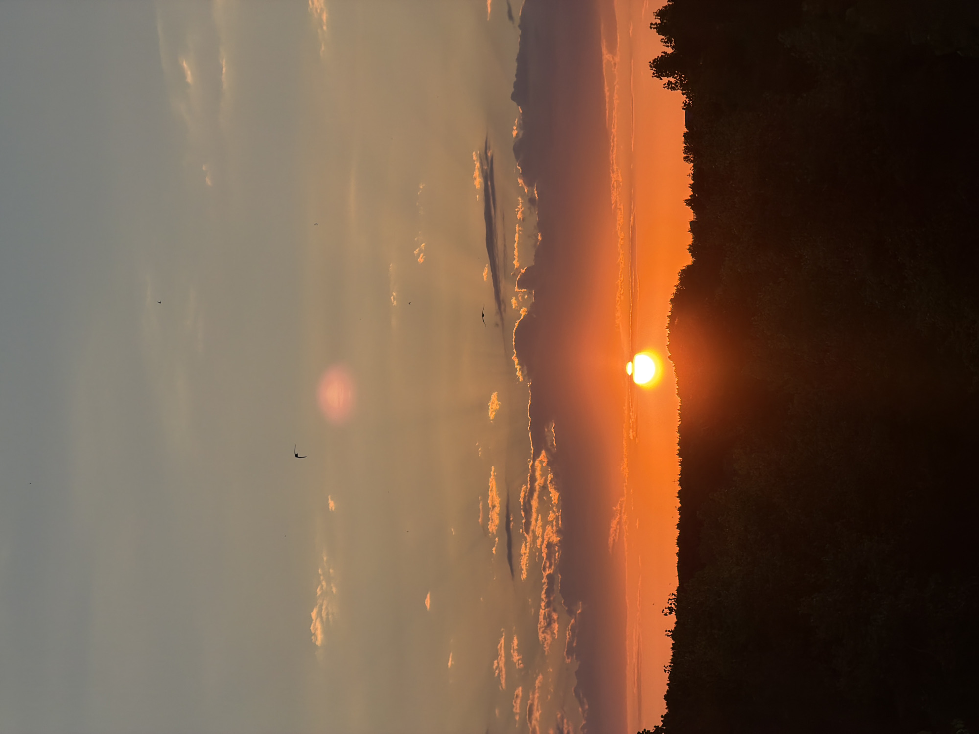A vertical, full shot captures a sunset over a dense forest at Nesebar, Bulgaria. The sun, a bright orange orb, is partially obscured by a dark, silhouetted treeline, casting a warm glow across the sky. Wispy clouds, tinged with orange and pink, are scattered across the upper half of the image, with a few darker, heavier clouds present lower in the sky. The sky transitions from a pale blue at the top to a vibrant orange and red near the horizon. Three small, dark bird silhouettes are visible in flight against the sky, one higher up and two closer to the sun. A faint, pinkish halo surrounds the sun. The forest below is a dark, indistinct mass, its details lost in shadow.