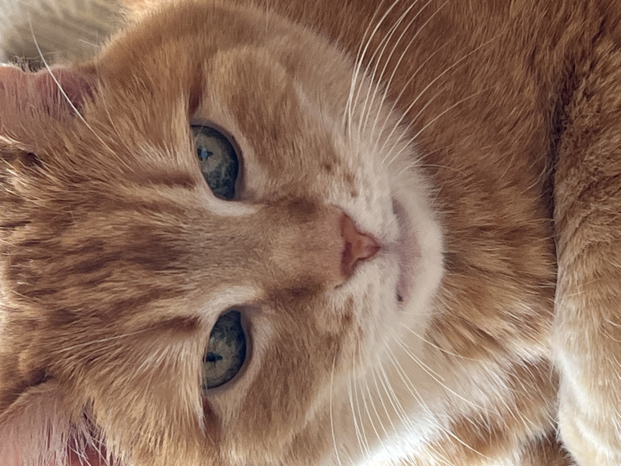 An extreme close-up shot focuses on the face of an orange tabby cat. The cat's fur is predominantly orange with darker tabby stripes visible on its forehead and around its eyes. Its eyes are a striking greenish-blue, with a visible reflection in the pupils. The cat's nose is a soft pinkish-brown, and its mouth is slightly open, revealing a tiny glimpse of teeth and tongue. Long, white whiskers fan out from its cheeks. The background is softly blurred, suggesting the cat is in a comfortable, indoor environment. There is no indication of a city or specific location.