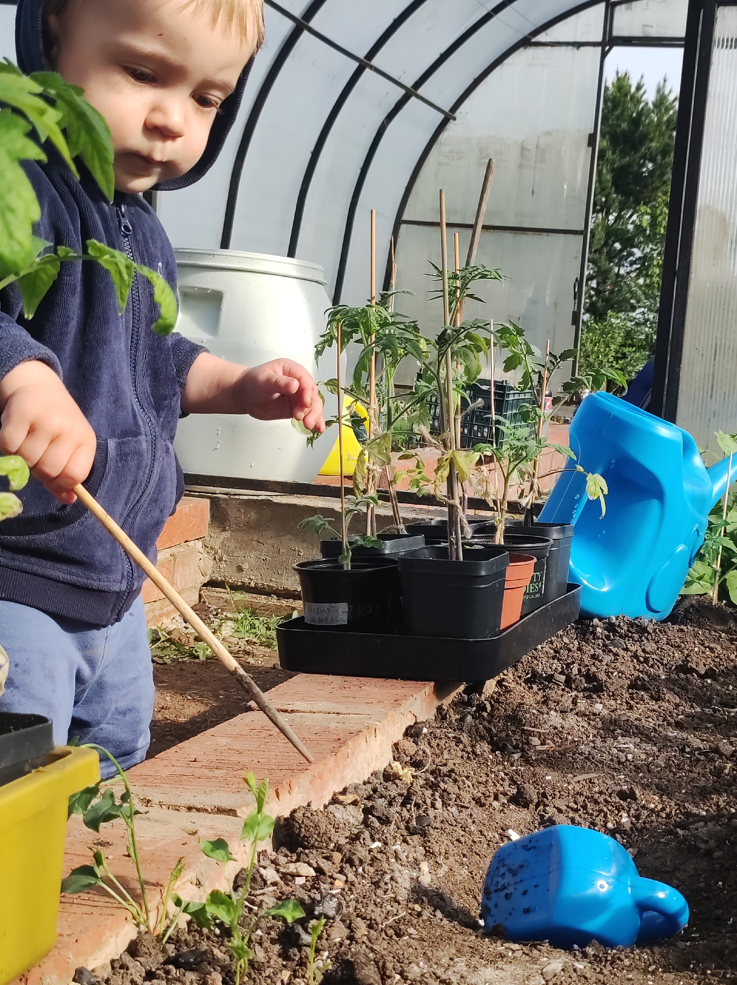 A young child with blond hair, wearing a navy blue hooded jacket and light blue pants, is standing in a greenhouse. The child holds a thin wooden stick in their hands and appears to be interacting with the brick edging of a raised garden bed. In the garden bed, there are tomato plants in black pots, some with wooden stakes. A blue watering can is visible near the plants. A yellow container sits beside the child. The greenhouse structure is made of metal framing and translucent material. There is a large white container in the background, along with additional greenery. Loose soil is visible in the garden bed. The image does not provide enough information to determine that the location is Фоки, Russia.