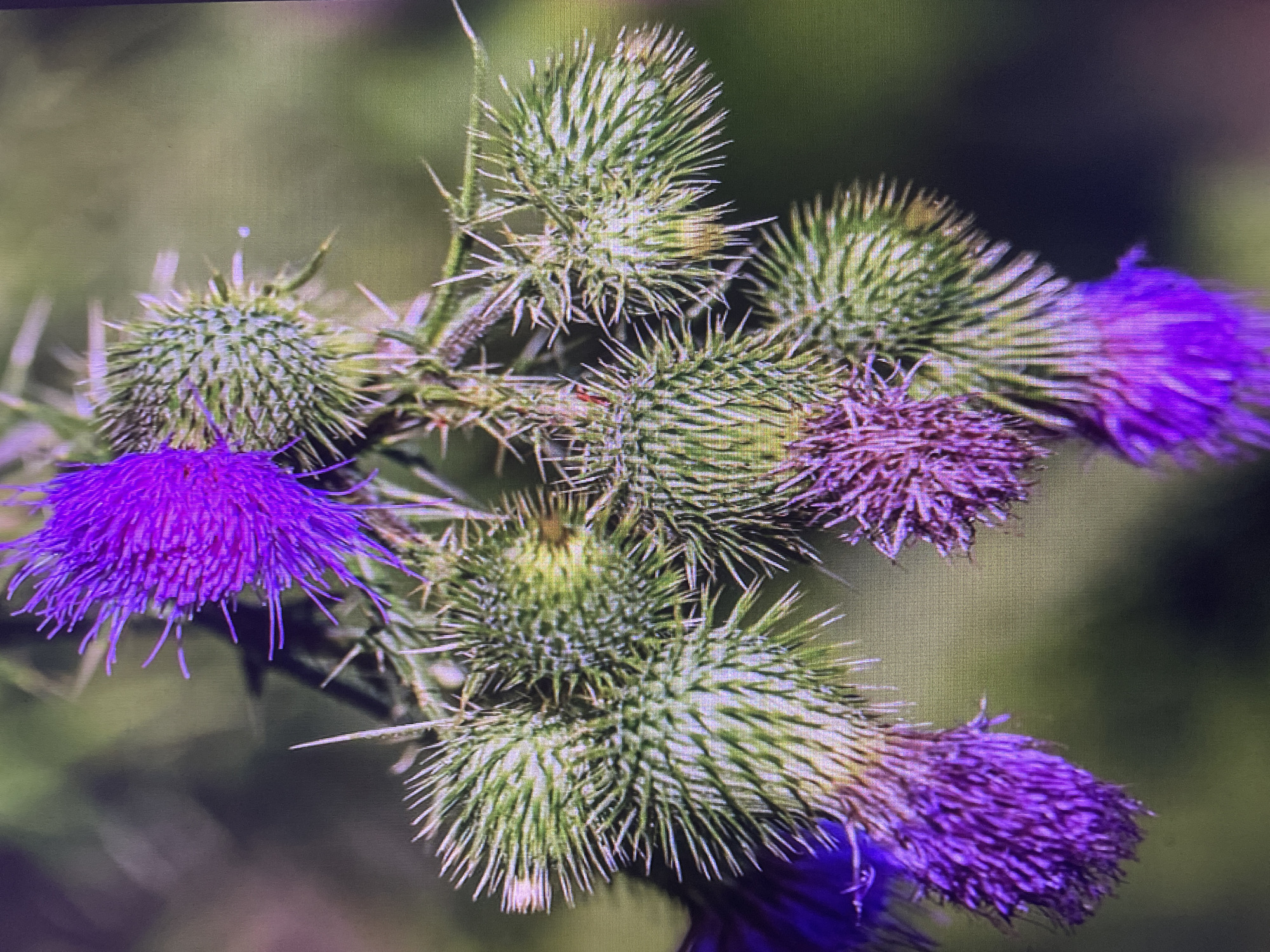 The image displays a close-up, macrophotographic view of a cluster of bull thistle (Cirsium vulgare) flowers and buds. The thistles are predominantly green with sharp spines, and several have developed bright purple flower heads. The background is a blurred, soft green and dark hue, suggesting a natural setting such as a field or garden. There are no people or discernible landmarks visible in the image. The exact location within Rivne, Ukraine, cannot be determined from the visual information provided.
