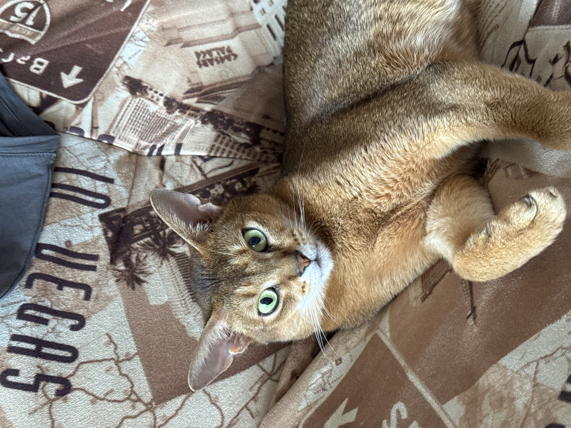 A tan Abyssinian cat is lying on a tan patterned blanket with the words "Las Vegas" visible. The cat is lying on its side and looking at the camera. The blanket is decorated with various pictures and text related to Las Vegas. The location in Chaikovsky, Russia is not evident in the image.