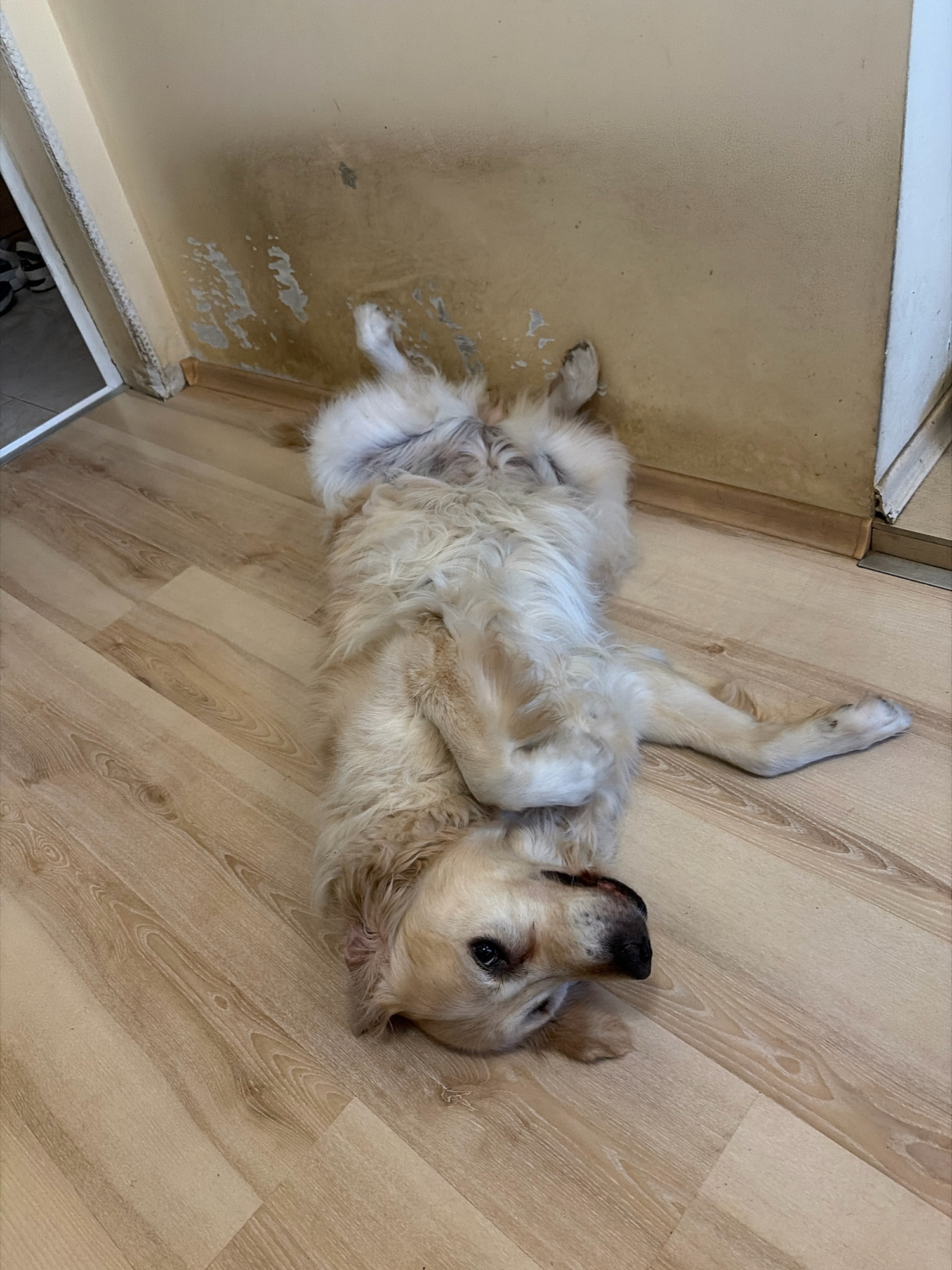 A golden retriever lies on its back on a light-colored wooden floor. The dog's legs are splayed out and its head is tilted to the side, with its eyes looking up. The dog appears relaxed and comfortable. The background is a beige wall with some discoloration and peeling paint near the baseboard. To the left, a doorway is visible, with a glimpse of what appears to be shoes on the floor inside. The overall scene suggests a domestic indoor environment.