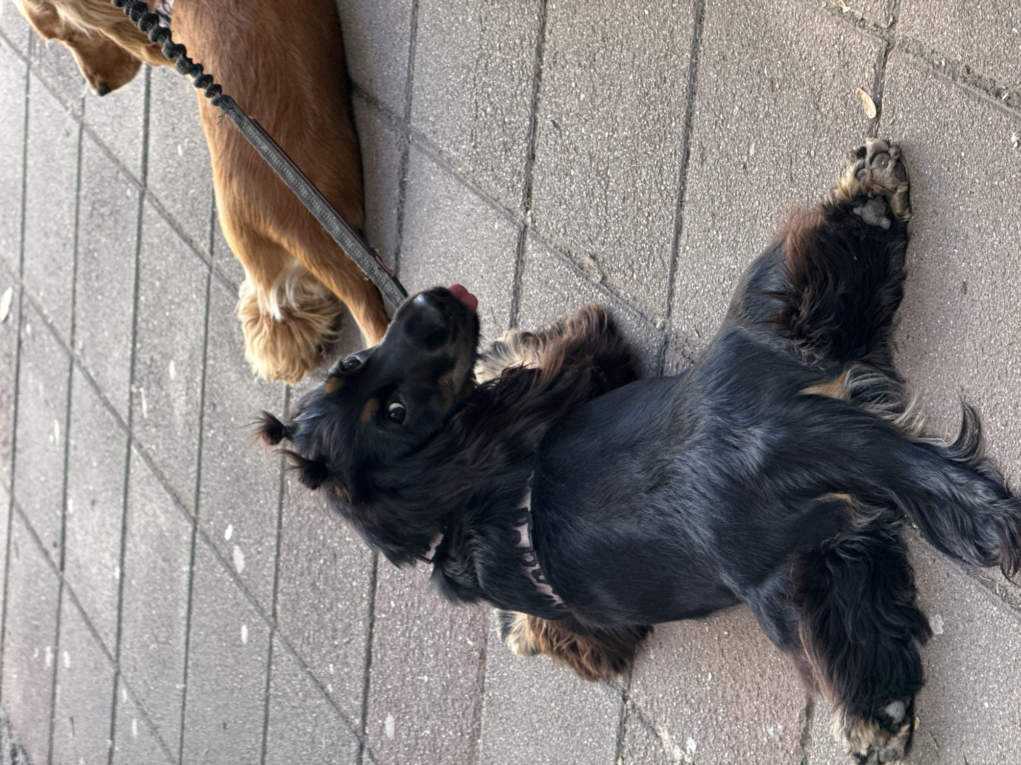 A black and tan Cocker Spaniel lies on gray brick pavers, splayed out on its side, with its tongue sticking out. It has a patterned collar and its fur is styled into small pigtails. A second, golden Cocker Spaniel is partially visible at the top of the frame, attached to the same leash. The setting appears to be a pedestrian walkway or sidewalk. The scene likely takes place in Belgrade, Serbia, based on geographical knowledge, but the specific location cannot be determined from the visual data.