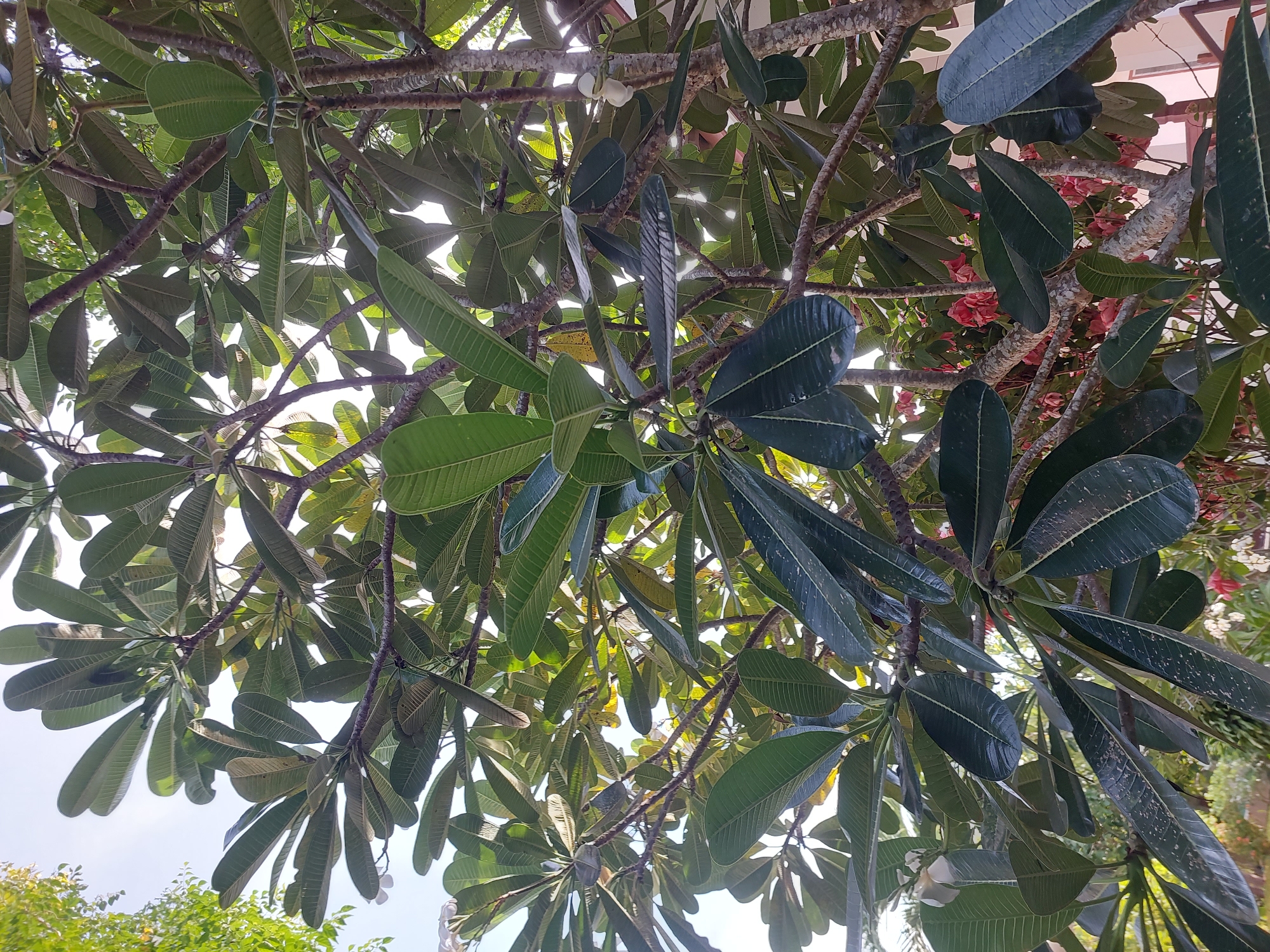 An overhead view of a plumeria tree in Baan Mae Nam, Thailand, is presented. The image is dominated by lush, dark green leaves, some of which show signs of age or damage with yellowing and spotting. The branches of the tree are visible, textured and gray, interwoven with the foliage. A few small, white plumeria flowers are scattered throughout the branches, and a cluster of pink flowers can be seen in the background, partially obscured by the leaves. The sky is visible through the canopy, appearing bright and possibly overcast. The setting suggests an outdoor environment, likely a garden or a residential area.