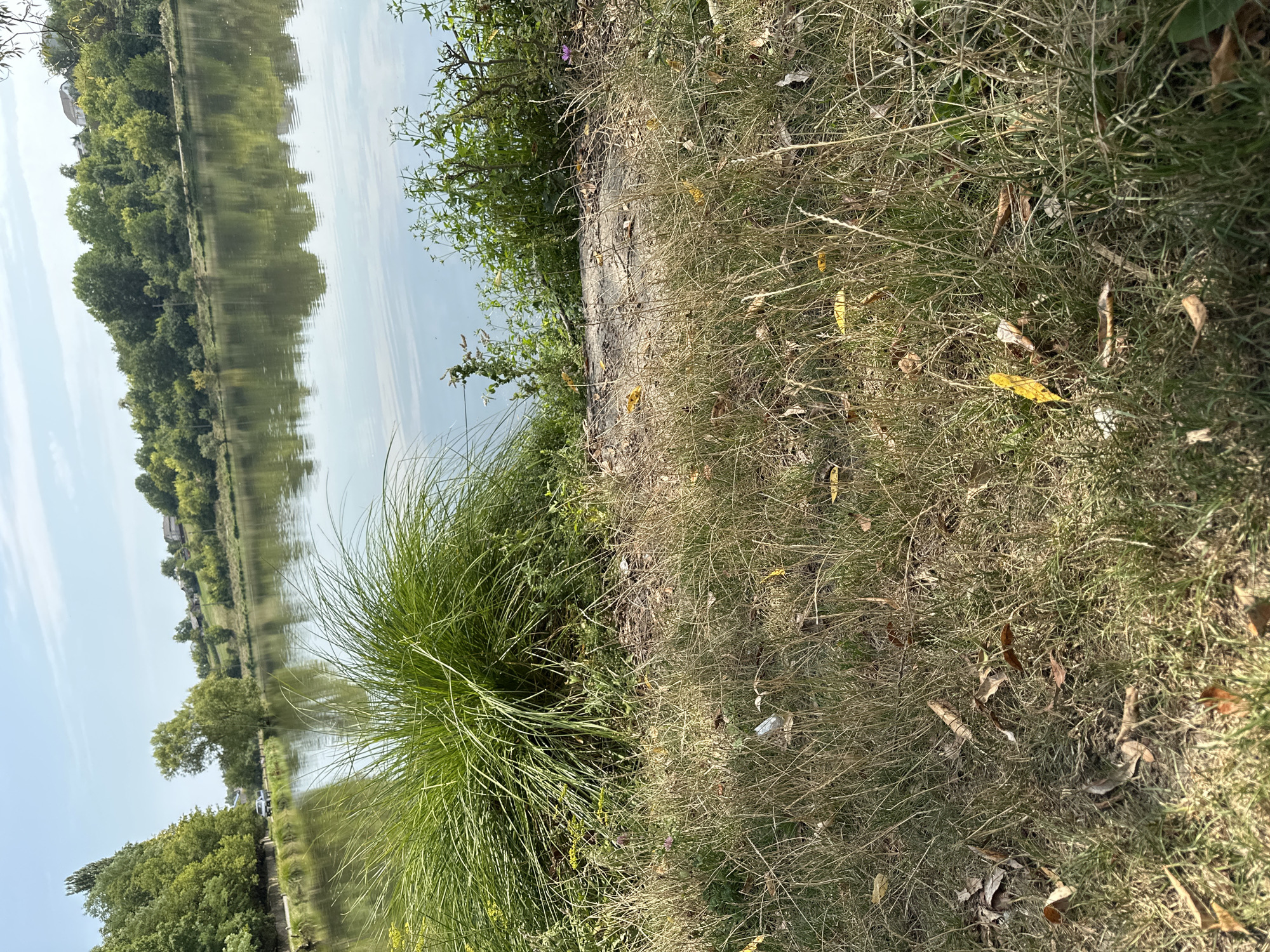 The image depicts a serene lake scene in Makiv, Ukraine, under a clear blue sky with scattered white clouds. The foreground is dominated by dry, golden grass with scattered fallen leaves, indicative of late summer or early autumn. A large clump of vibrant green grass grows prominently in the middle ground, contrasting with the dry vegetation. Beyond the grass, the calm surface of the lake reflects the lush green trees and houses lining the opposite shore. The trees form a dense, verdant backdrop, with some buildings peeking through the foliage. A paved path is visible along the edge of the lake in the middle distance, with a vehicle parked on it. The overall impression is one of natural beauty and tranquility.