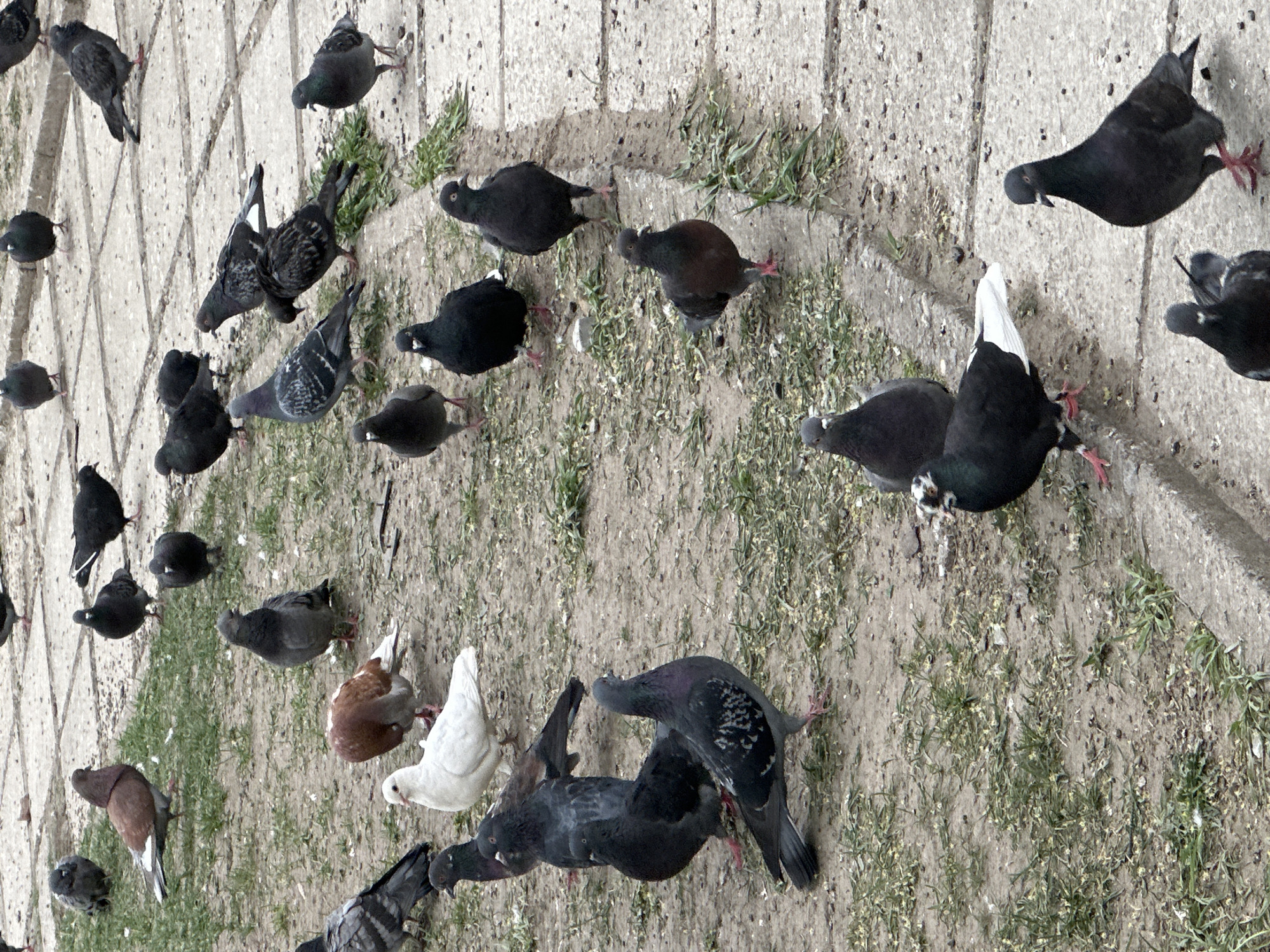The image shows a large group of pigeons gathered on a surface that appears to be a combination of paving stones and bare earth. There are approximately 30 pigeons visible, mostly gray, with a few brown and one white pigeon. Some pigeons are on the paving stones while others are on the bare earth. There is vegetation interspersed among the pigeons on the bare earth. The ground is covered with seeds or small particles, suggesting the pigeons are feeding. The location is Khabarovsk, Russia.