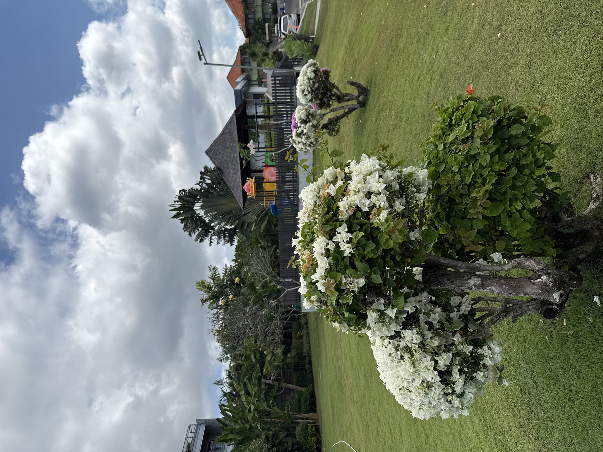 This image presents a serene outdoor landscape, likely a garden or resort area, under a bright, partly cloudy sky. The foreground is dominated by a meticulously manicured green lawn. Several bougainvillea plants with abundant white flowers, and some with touches of purple or pink, are scattered across the lawn, their sturdy, gnarled trunks visible. To the right, a verdant bush features a single prominent orange flower.
In the midground, traditional-style buildings with dark, possibly thatched roofs, are visible behind a dark wooden fence. One building appears to house a colorful children's play area with yellow, red, and blue structures. Lush tropical vegetation, including numerous palm trees and dense leafy trees, frames the scene, particularly on the left and in the background. A light post stands near a paved area where a white car is partially visible. The sky is a mix of clear blue and large, fluffy white cumulus clouds, indicating a pleasant daytime setting. The overall atmosphere is peaceful and tropical, aligning with the location context of Kuta Selatan, Indonesia. No visible text is present in the image.