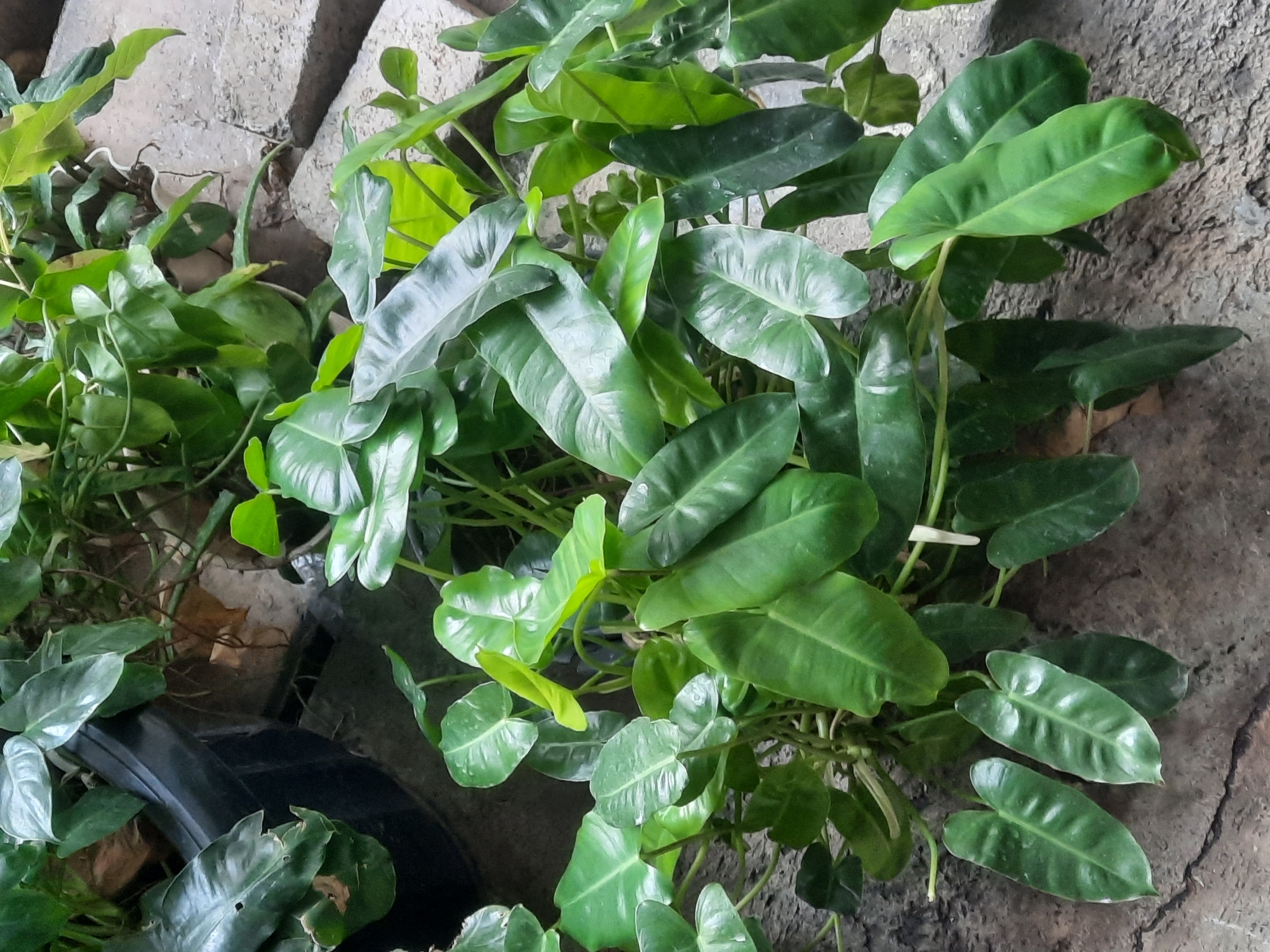In North Jakarta, Indonesia, a cluster of vibrant green philodendron plants is displayed in an outdoor setting. The plants are housed in various containers, including a large black plastic pot visible on the left and a smaller white pot slightly to the right and behind the main foliage. The ground beneath the plants is a textured, rough surface, possibly concrete or cobblestone, with visible cracks and variations in tone. The lighting suggests an overcast day or shade, as there are no harsh shadows. The philodendron leaves are broad, heart-shaped to ovate, and exhibit a glossy sheen, indicating good health and possibly recent watering. Some leaves are a lighter, almost lime green, while others are a deeper, richer green. The overall impression is one of lush, well-maintained tropical foliage in an urban environment.