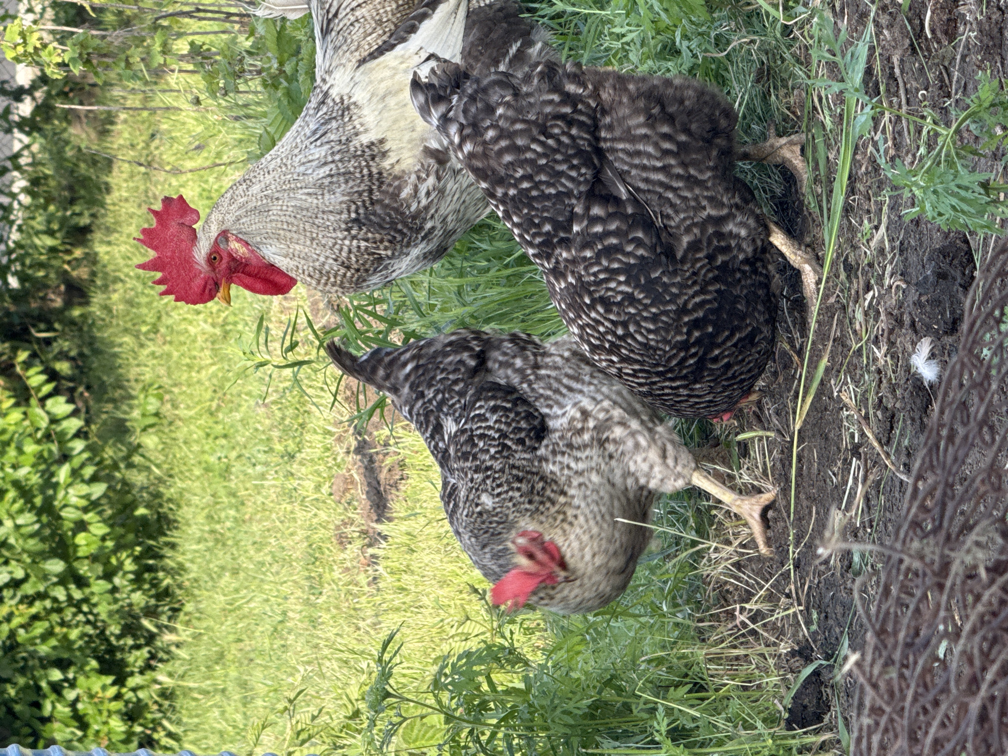 Three chickens are standing on the ground in a grassy area with some vegetation in the background. One chicken, a rooster with a red comb and wattle, is larger and has gray and white feathers. Two other chickens, likely hens, are smaller and have dark gray and white speckled feathers. One hen is in the foreground, with its head down as if pecking at the ground. The other hen is to the left, facing the camera with its head blurred. The ground is dark soil with some dry grass and green vegetation. The background consists of lush green foliage.