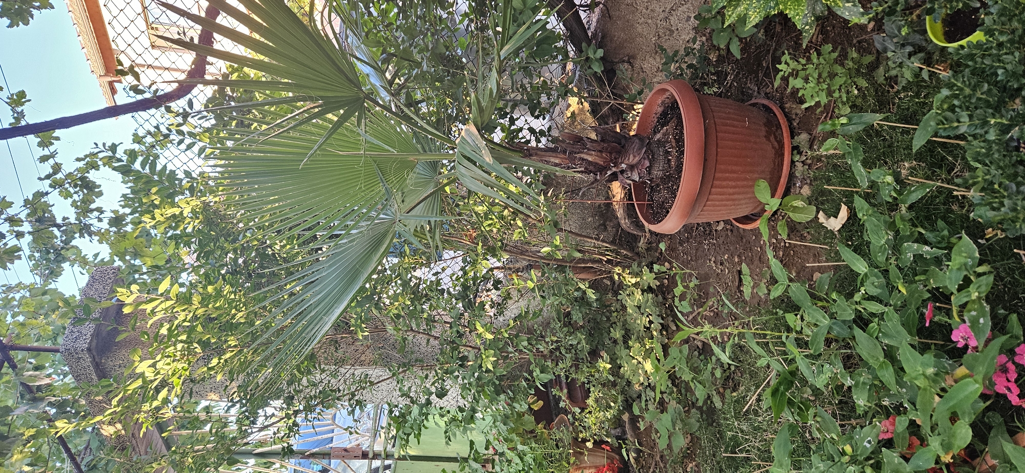 The image shows a backyard garden scene in Blagoevgrad, Bulgaria. A fan palm in a terracotta pot is a central focus, surrounded by various green plants and foliage. The garden appears to be somewhat overgrown with a mix of cultivated plants and weeds. In the background, a chain-link fence borders the property, and a portion of a house with a tiled roof is visible. Sunlight illuminates the scene, creating shadows and highlighting the textures of the leaves and the pot. There are no people visible in the image.