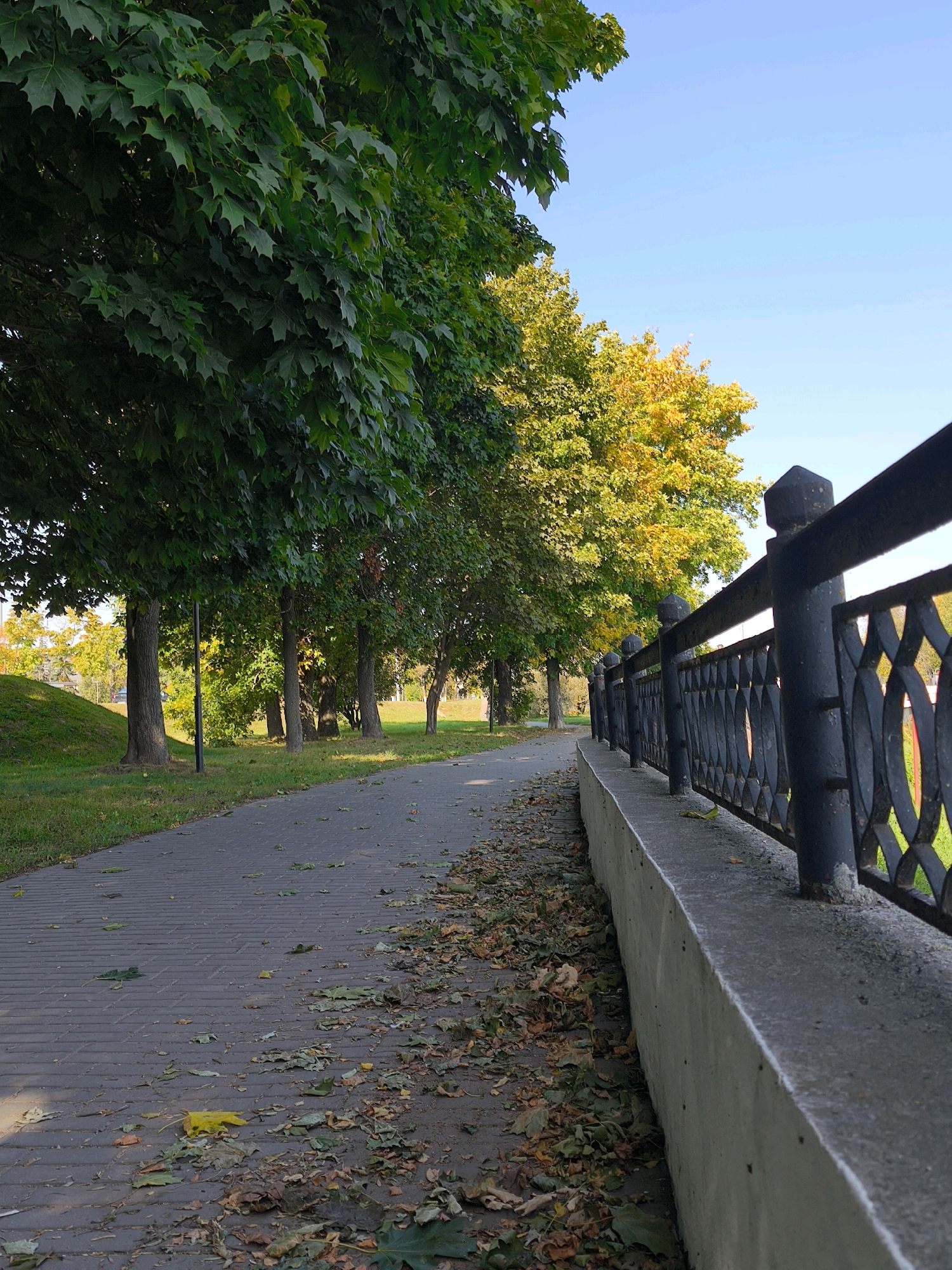 This is a photograph of a paved walkway in a park, likely in Mahilyow, Belarus, as indicated by the presence of mature trees and a decorative fence along a raised concrete embankment. The walkway is partially covered with fallen leaves, suggesting an autumn season. The trees on the left are predominantly green, while trees further in the background display yellow and orange foliage, a characteristic of fall. A black metal fence with an ornate pattern runs along the right side of the walkway, bordering the embankment. The sky is clear and blue. There are no people visible in the image, and no specific actions are being depicted. The scene is static and environmental.