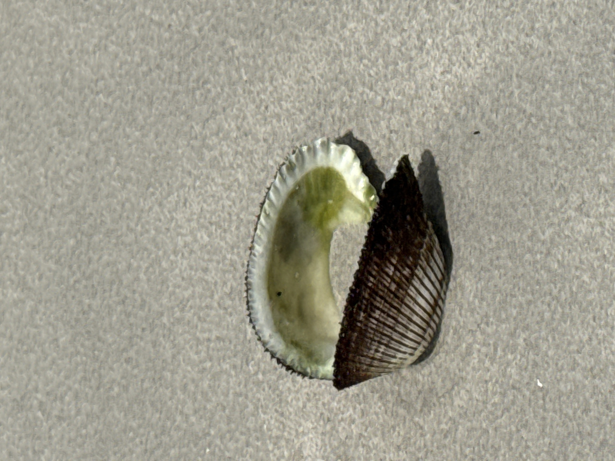 An overhead medium shot captures a broken seashell resting on fine, light-grey sand. The seashell, a bivalve, is fractured into two pieces. The larger piece, on the lower left, displays prominent, dark brown vertical ridges radiating from the hinge. The inner surface of this piece appears to be a dull, pale green, with a slightly iridescent sheen near the broken edge. The smaller piece, positioned above and to the right, reveals a similar pale green interior, bordered by a scalloped edge with white and faint greenish hues. The broken edges of both fragments are rough and uneven. The sand surrounding the shell is granular and uniform in texture and color, suggesting a beach or coastal environment. There are no other objects or individuals visible in the frame. The lighting appears even, with no strong shadows indicating a bright, possibly overcast day. The location is Tambon Samaesarn, Thailand.