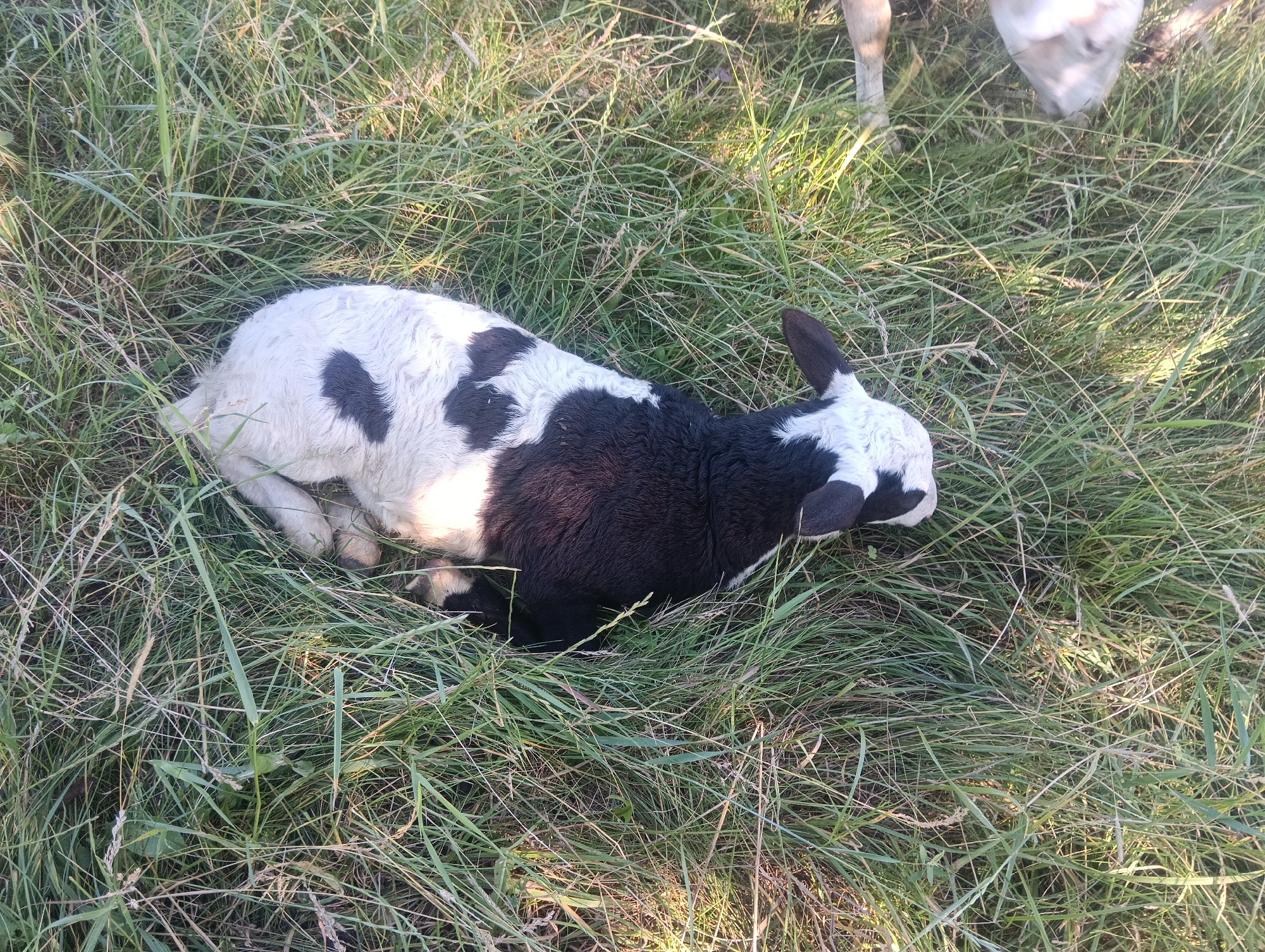 A black and white lamb lies in tall, green grass in an outdoor setting, possibly a field. The lamb's head is turned to the right, with its ears visible. The lamb's body is curved, with its legs tucked underneath. Another sheep, mostly white, is visible in the background, partially obscured by grass and out of focus. The lighting suggests it is daytime, with sunlight filtering through the grass.