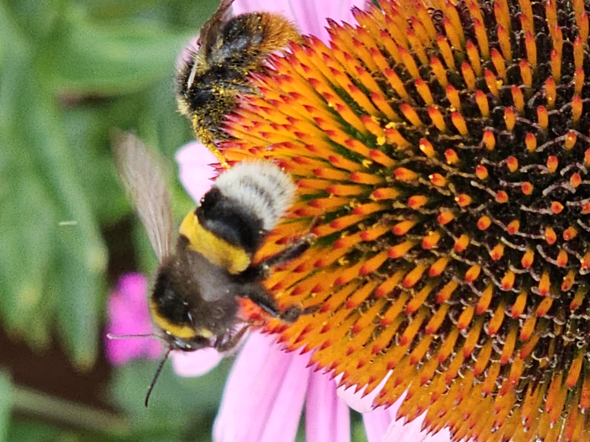 The image shows a close-up of an echinacea flower with two bumblebees. One bumblebee, partially in focus, is black and yellow with white fuzz on its abdomen and is positioned on the left side of the flower's center. The second bumblebee, out of focus, is on the right side of the flower's center and is also covered in pollen. The flower has bright orange spiky petals and a dark brown center. The background is a blur of green foliage and a hint of pink from another flower. The image appears to be taken in an outdoor garden setting, likely during daylight hours. There is no information to suggest this image is located in Moscow, Russia.