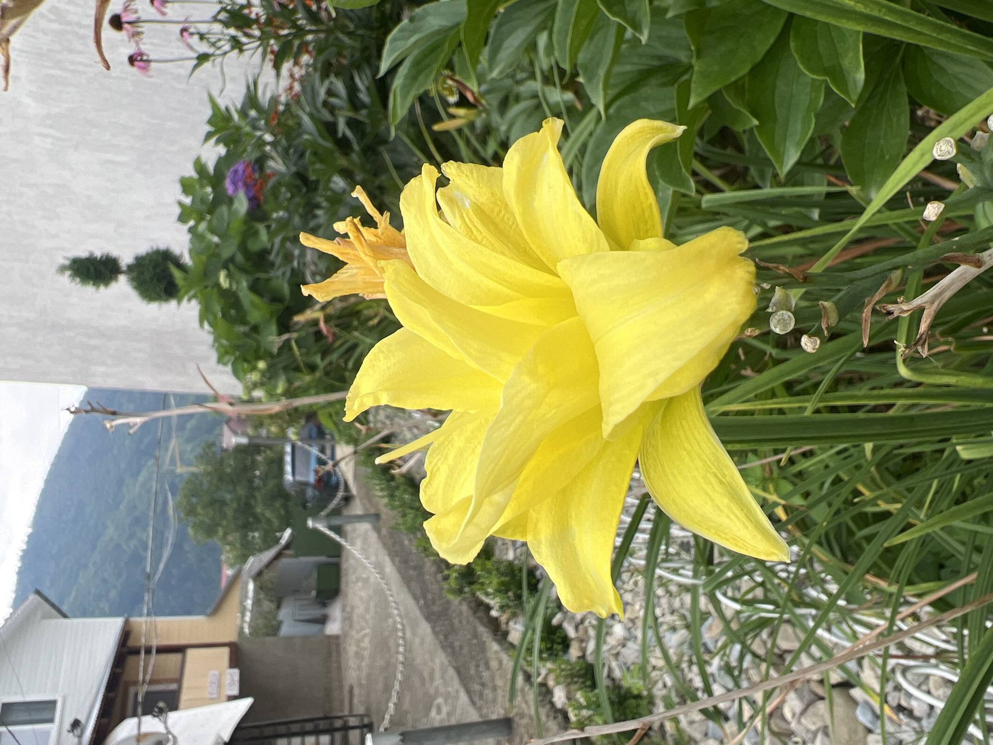 A bright yellow flower, likely a daylily, dominates the foreground of this outdoor scene, its petals unfurling outwards. Behind the flower, lush green foliage creates a dense background. In the middle ground, a cluster of purple and pink flowers, possibly coneflowers, adds a splash of contrasting color. Further in the background, a white building with a light-colored roof and a tan-colored balcony is visible, along with a steep, tree-covered mountainside that suggests the location is Yaremche, Ukraine. The ground in the lower left corner is covered with small stones and gravel, with a paved walkway and a metal chain fence indicating a man-made area. A car is parked in the distance, and a street lamp is visible. The sky is overcast.