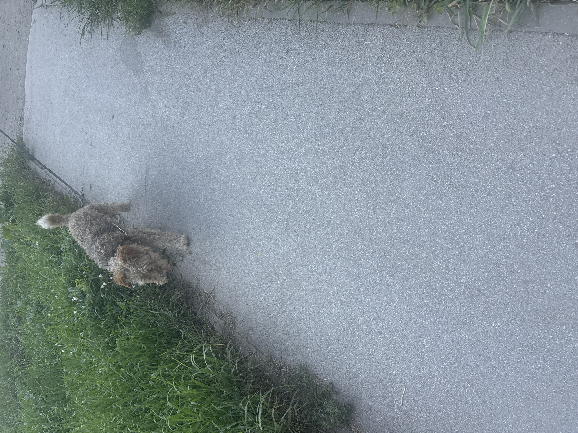 An airedale terrier dog with curly brown and grey fur is walking on a paved path next to a patch of green grass. The dog is wearing a dark collar. The paved path is grey and appears to be asphalt. The grass is tall and lush. The scene suggests a park or a residential area. The location is Ob, Russia.