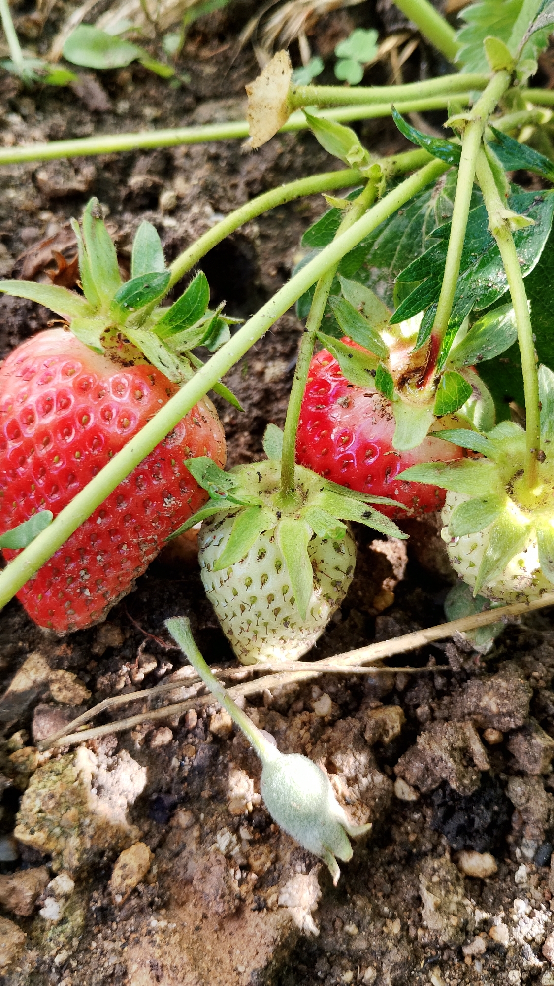The image shows a close-up view of ripe and unripe strawberries growing on a plant in soil. Several red strawberries are visible, with their characteristic seeds on the exterior. There are also several green, unripe strawberries. The plants have green leaves and stems. The strawberries are growing close to the ground, which appears to be composed of dark soil mixed with small rocks and dry plant debris. The scene is outdoors, likely in a garden or field. There are no people or animals present in the image. The lighting suggests it is daytime.