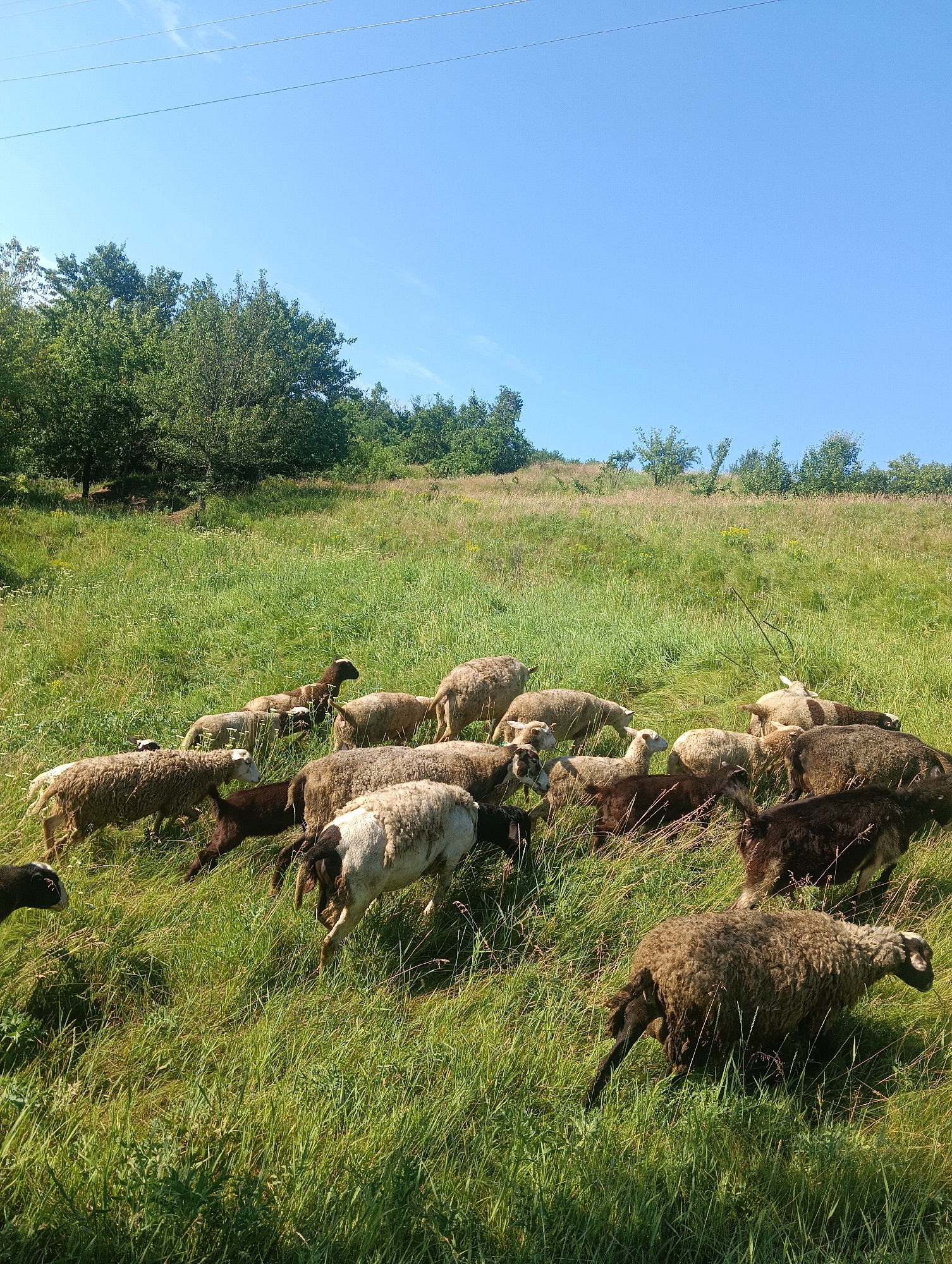 A flock of sheep grazes on a grassy hillside under a clear blue sky. The sheep are varied in color, ranging from white and brown to black. Some are standing and eating, while others are lying down. The hillside is covered in tall, green grass and dotted with wildflowers. In the background, a line of trees forms the horizon, with power lines visible against the sky. The scene appears to be in a rural or natural setting, likely a pasture or meadow. The sun is bright, casting shadows on the ground.