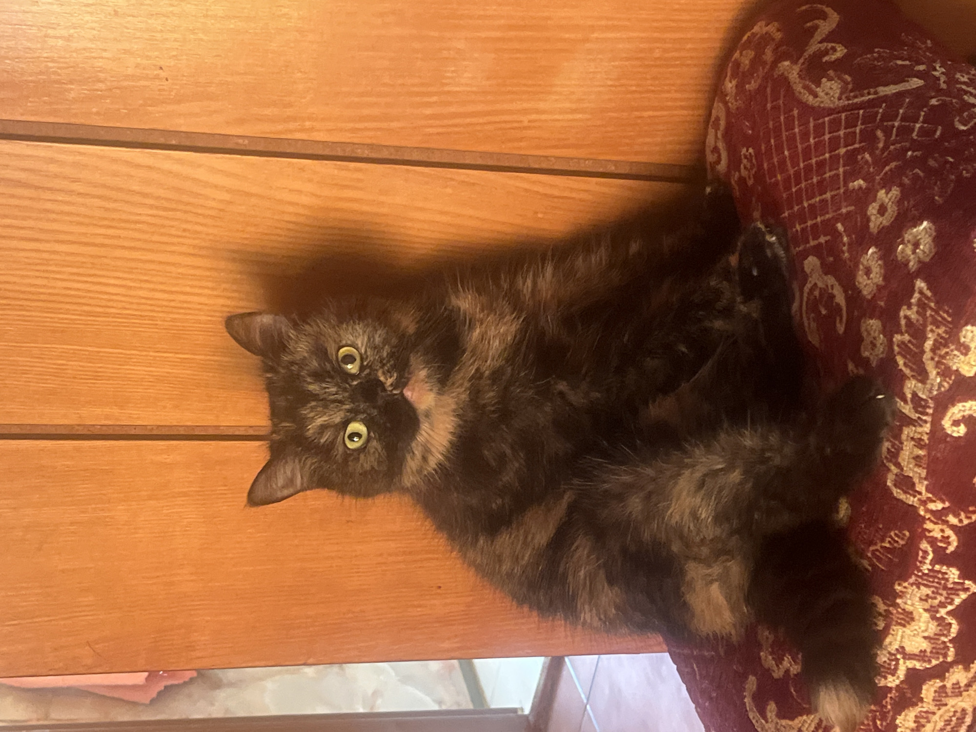 A tortoiseshell cat is sitting on a maroon cushion with a gold pattern. The cat is looking directly at the camera with yellow eyes. The background consists of a wooden wall. The image was taken in Białystok, Poland.