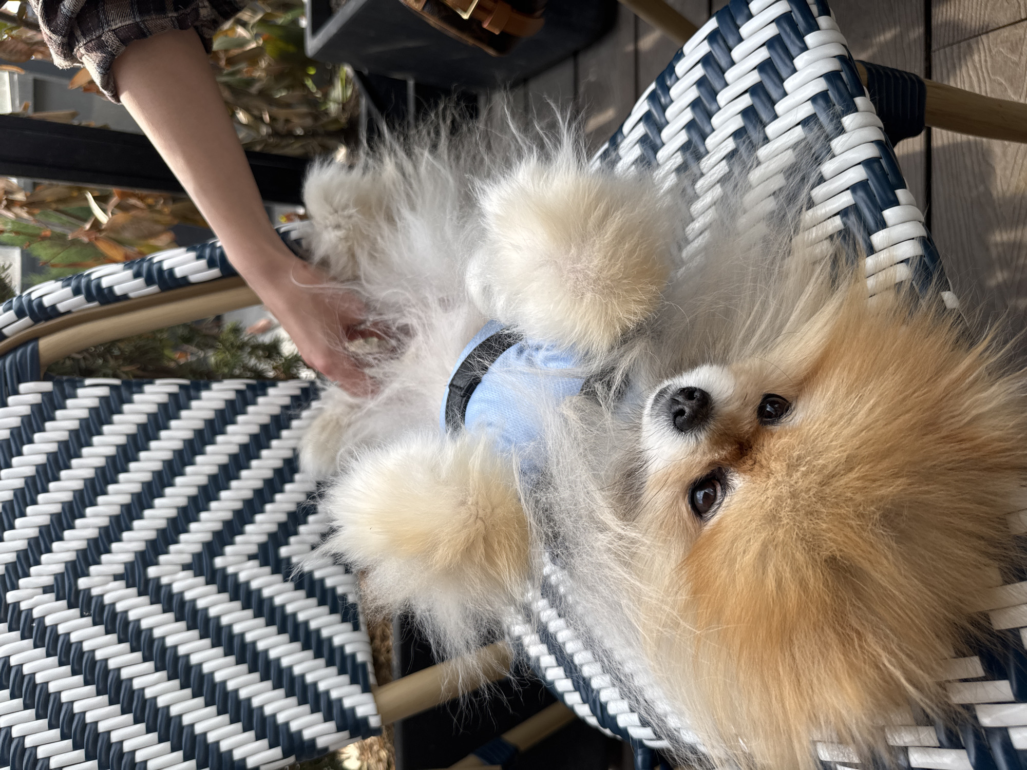 A close-up, slightly overhead shot shows a fluffy, tan and white Pomeranian dog reclining upside down in a blue and white woven chair. The dog wears a blue harness. A person's arm and hand are visible, gently petting the dog's belly. The location appears to be outdoors on a patio or balcony, with a glimpse of foliage and a metal railing in the background. The setting appears urban, though the specific city and state are not identifiable from the given details.