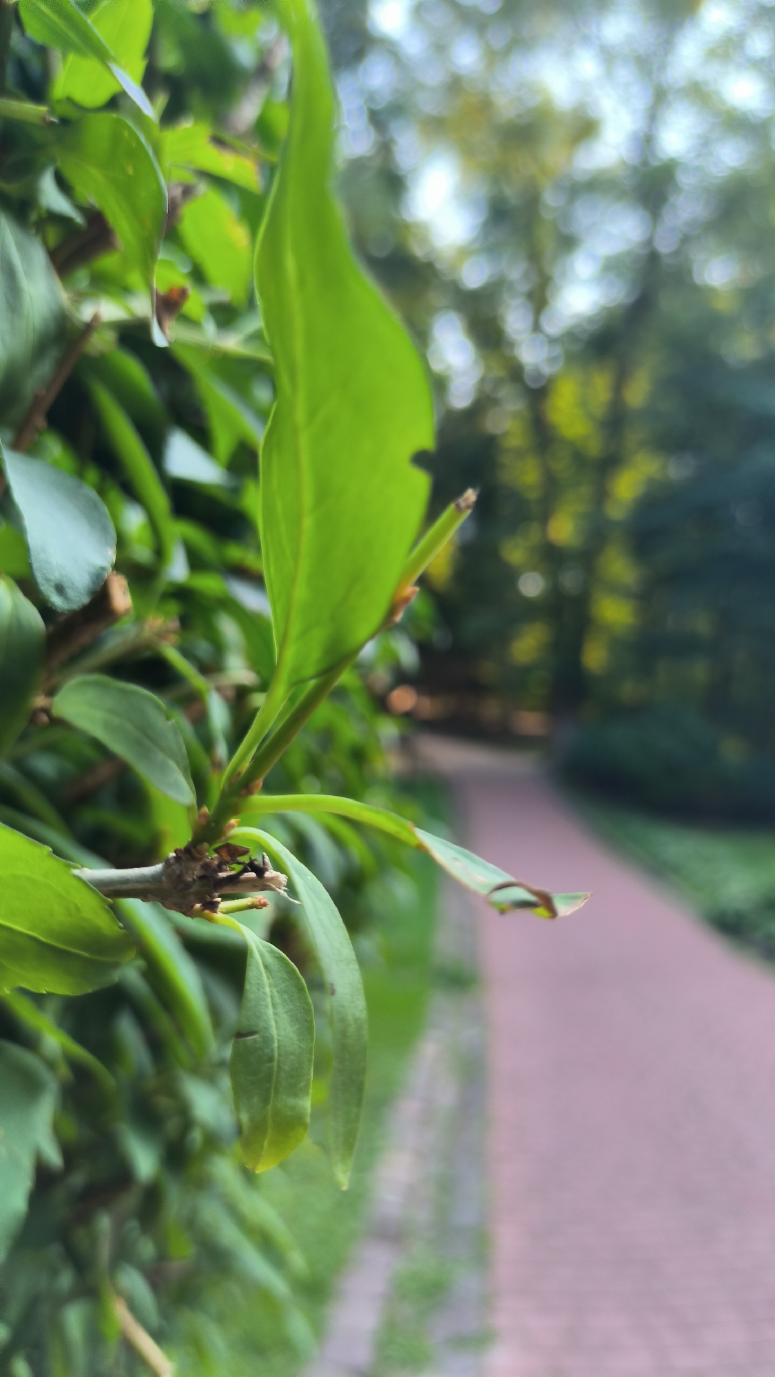 The image is a close-up shot of vibrant green leaves on a branch, positioned in the foreground on the left side of the frame. The leaves are detailed and sharp, with some showing slight browning at the tips. Behind the leaves, the background is softly blurred, revealing a reddish-brown paved pathway that curves gently to the right. This pathway is flanked by lush green grass and trees in the distance, suggesting an outdoor park or garden setting. The overall lighting indicates it is daytime, possibly late afternoon due to the warm tones in the blurred background. The scene evokes a sense of tranquility and nature. While the image is of a general outdoor scene, it is not possible to definitively identify the specific location within the city of Lviv, Ukraine based solely on this visual information.