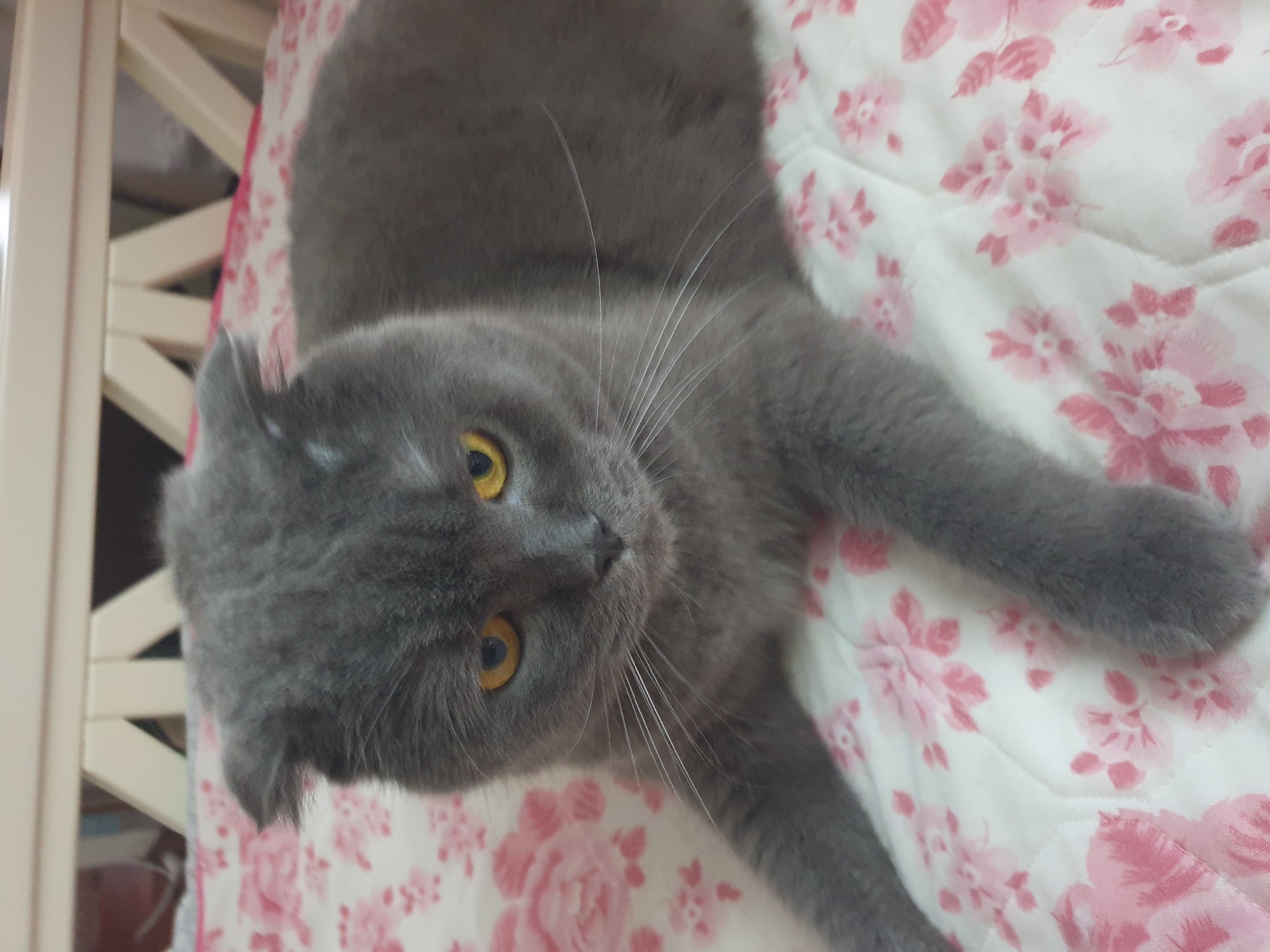 A grey Scottish Fold cat with yellow eyes is lying on a white blanket with a pink floral pattern. The cat is facing the camera and appears to be looking slightly down and to the left. Its ears are folded forward, a characteristic of the breed. The background shows a portion of a white wooden structure, possibly a crib or bed frame. The image appears to be taken indoors. There is no information about the location in the city of Lozovyi Yar, Ukraine, available in the image.