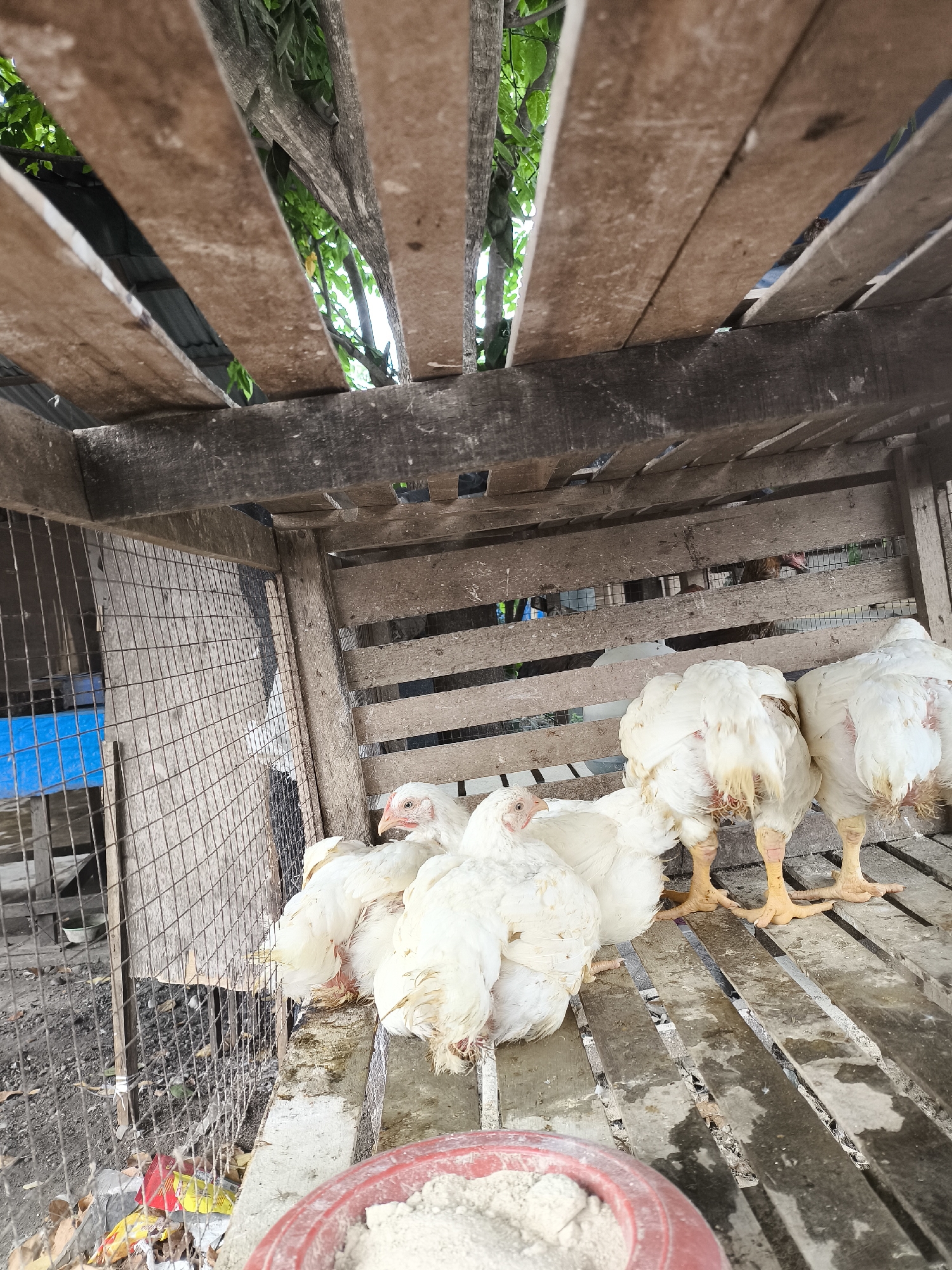 In Gampongpaya, Indonesia, a close-up, slightly elevated shot captures a group of white chickens within a rustic wooden enclosure. The chickens, appearing to be young broiler chickens, are clustered on a wooden floor, with their backs to the camera in the foreground. Their feathers are predominantly white, with some showing yellowing or reddish discoloration around their rear ends. One chicken on the left is facing towards the camera, its head and beak visible, with red comb and wattles.
The enclosure is constructed from weathered, horizontal wooden planks, with gaps allowing glimpses of the environment beyond. Overhead, more wooden planks form a roof structure. To the left, a wire mesh fence encloses part of the coop, with debris on the ground beneath it, including what appear to be discarded food packaging. The overall environment suggests an agricultural or backyard setting. The lighting is natural, indicating an outdoor scene during daylight hours. No humans are visible in the image.