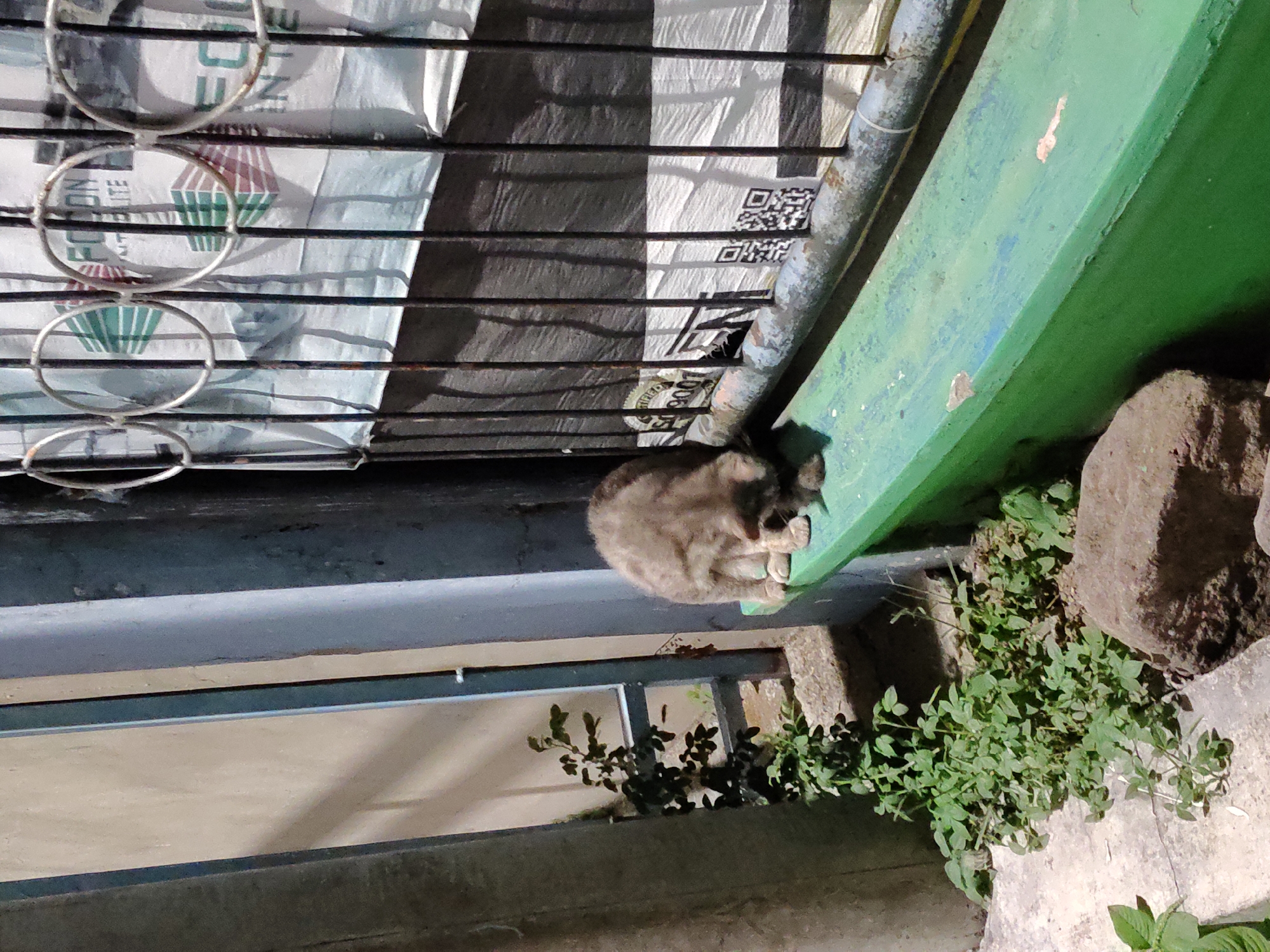 A small, light brown cat is hunched over a bright green ledge, appearing to be eating or grooming. The cat is positioned in the lower-middle section of the image, facing towards the right. The ledge is slightly worn and has a few small chips or marks. Behind the cat and ledge, a dark metal gate with circular and vertical bars is visible. Several white sheets of paper with printed text and images are visible behind the gate. To the left of the cat, there are green plants growing out of the ground and along a concrete surface. In the foreground, there are a few large rocks. The scene appears to be outdoors, possibly an alleyway or a courtyard. The lighting suggests it may be nighttime or a dimly lit area. The image is not specific to Surabaya, Indonesia.