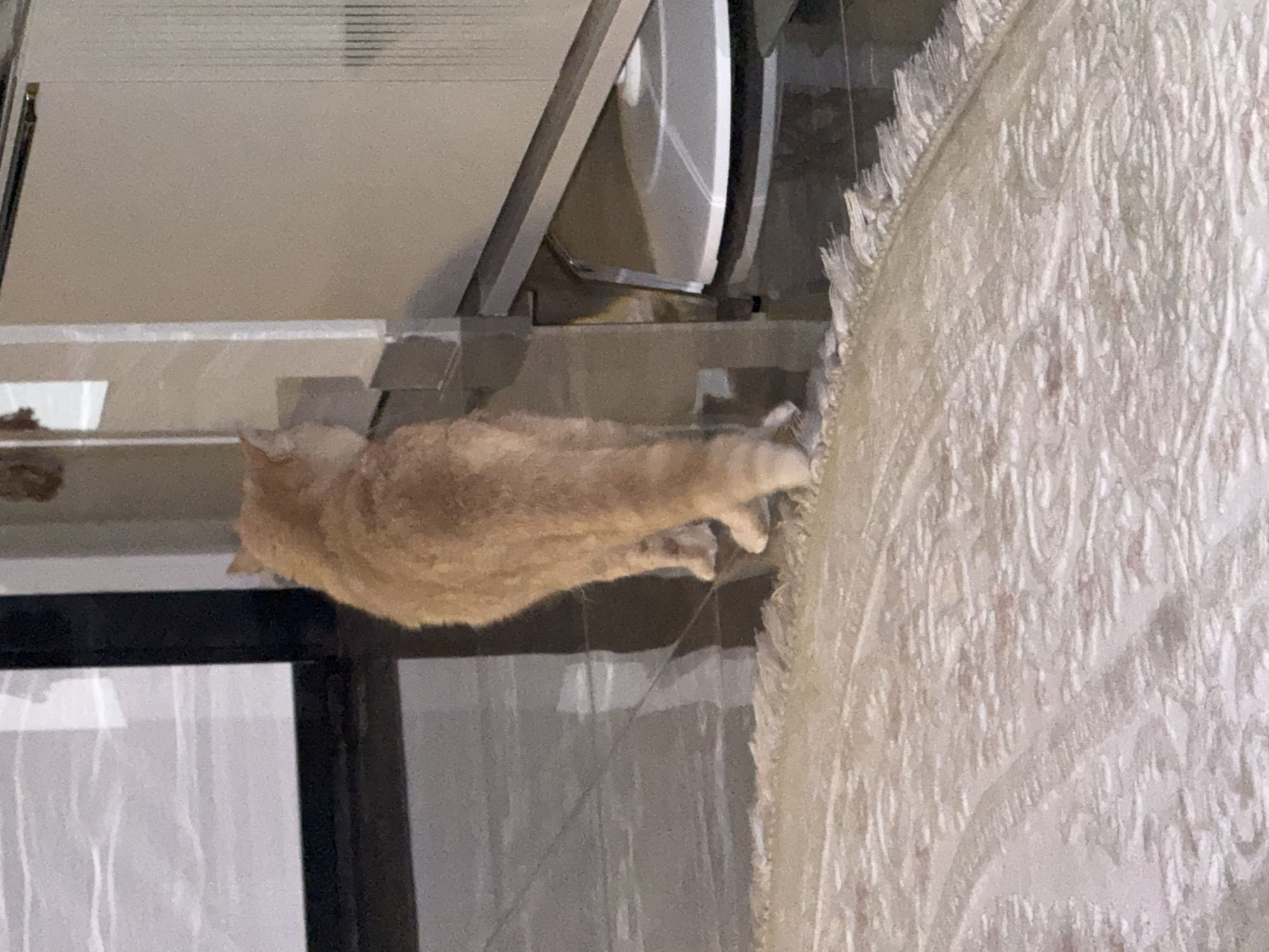 A fluffy orange cat is standing on a patterned rug, facing away from the camera and leaning against a vertical structure. The cat's rear end is the primary focus, with its tail partially visible. The environment appears to be indoors, with a glossy floor and a large, light-colored appliance or piece of furniture to the right of the cat. A darker, reflective surface is visible to the left. There is no indication of the city of Alanya, Turkey, in the image.