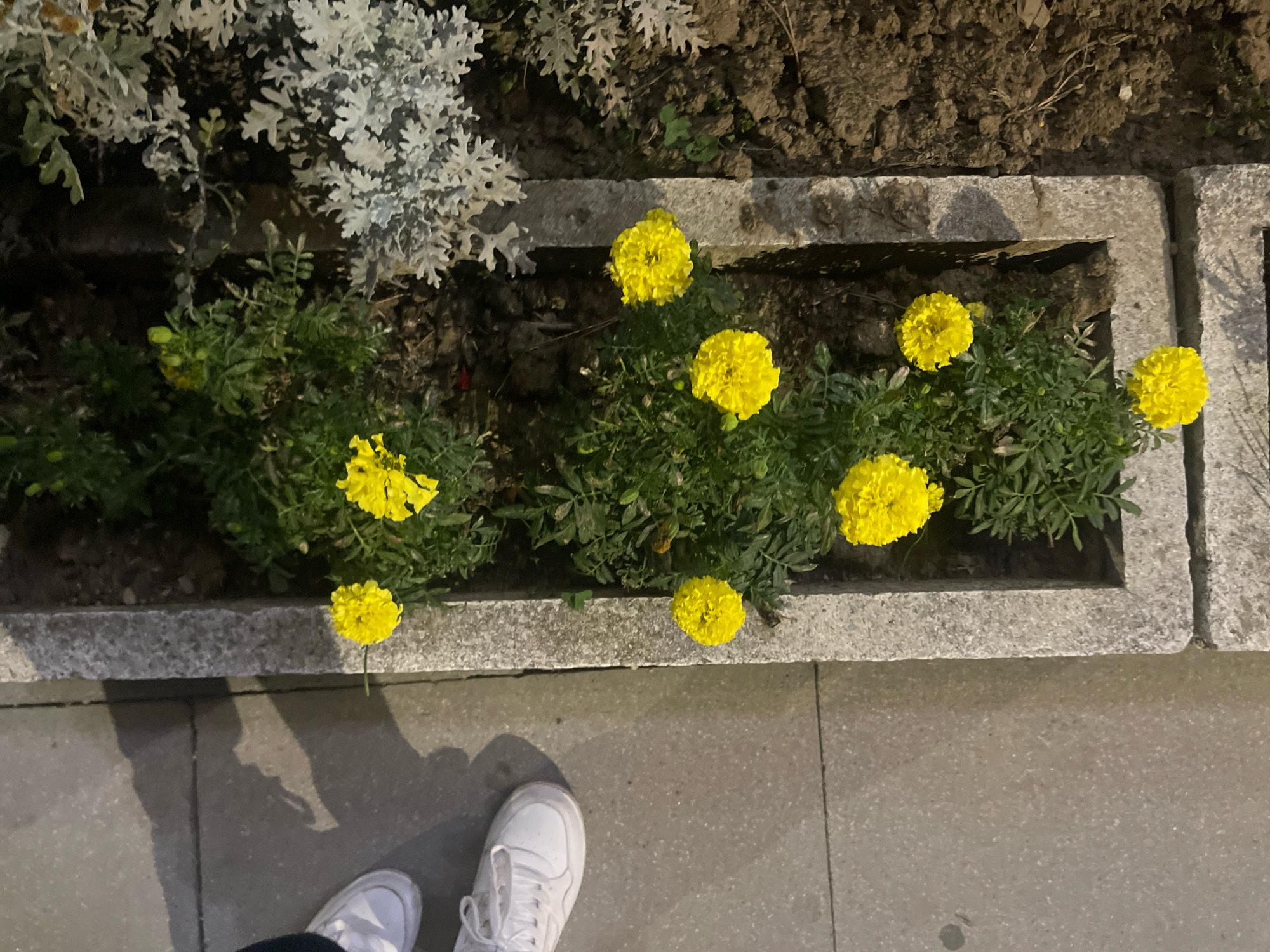 In Prizren, Kosovo, a close-up shot captures a flowerbed with several bright yellow marigolds in full bloom, nestled amongst lush green foliage. The flowerbed is defined by a concrete border, with dark soil visible beneath the plants. Adjacent to the flowerbed, a portion of a paved walkway is visible, showing the edge of the grey concrete path. In the lower portion of the frame, two white athletic shoes are positioned, suggesting a person is standing nearby, their feet partially visible as they observe the flowers. The lighting suggests it is either early morning or late evening.