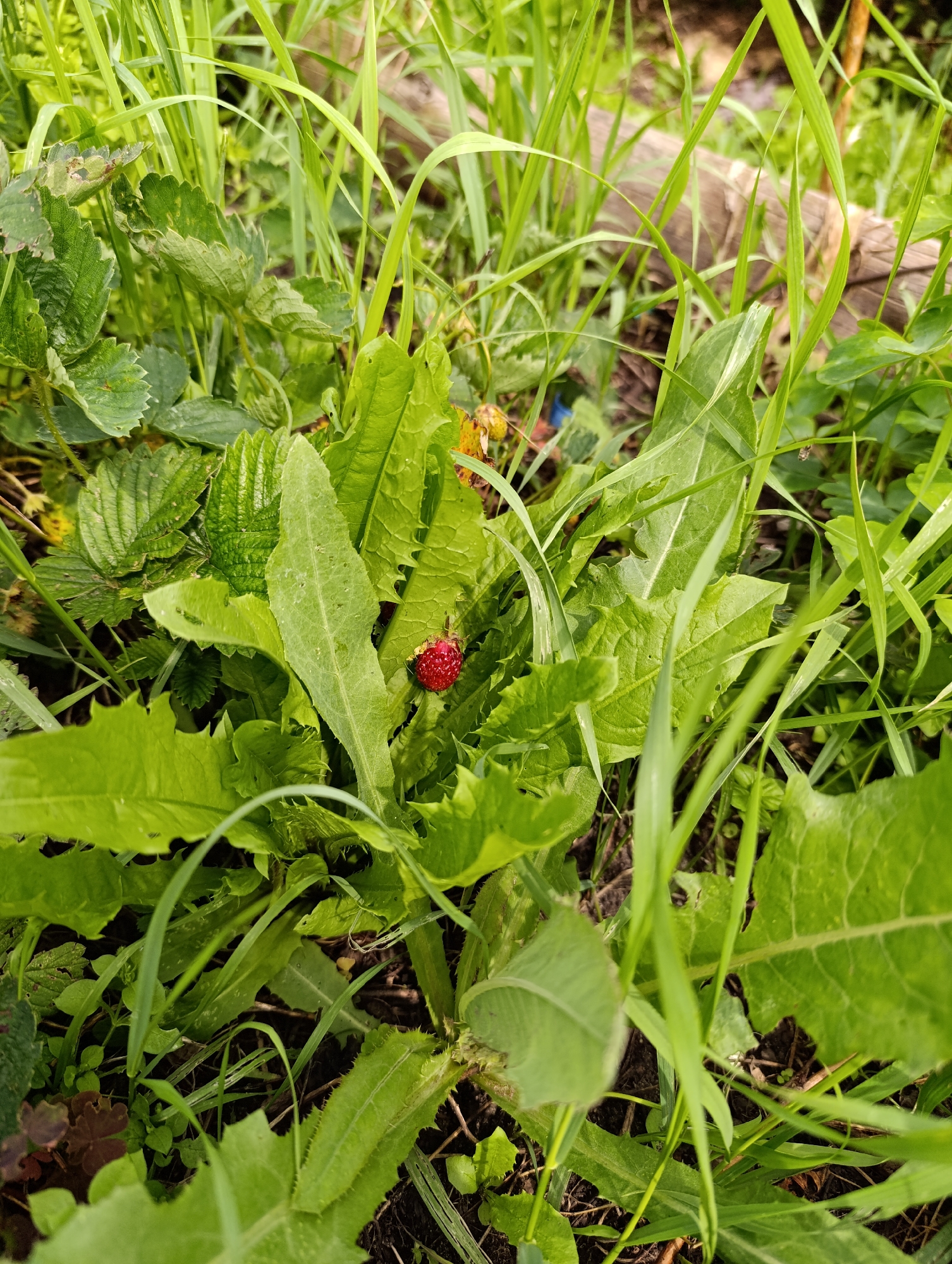 In Tugulym, Russia, amidst lush green foliage and tall grasses, a single, ripe wild strawberry, bright red in color, rests among the leaves of a plant. The strawberry is small and round, with visible seeds on its surface. The surrounding vegetation is dense, with various types of leaves, some serrated and others smoother. The ground beneath is visible in some areas, appearing to be dark soil. The scene is outdoors, likely in a natural or semi-natural setting, suggesting a moment captured in the Russian countryside. There are no people or animals present in the image. The lighting suggests it is daytime.