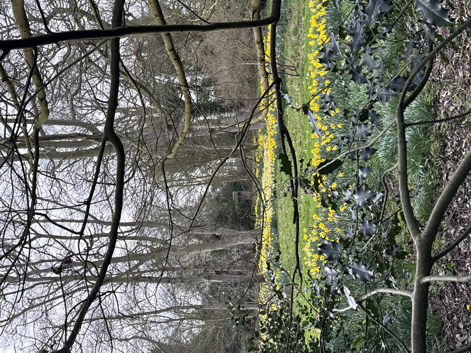 The image depicts an outdoor landscape in North Norfolk, United Kingdom, during daylight under an overcast sky, characteristic of early spring. The foreground features a dense network of bare, light brown to grey deciduous tree branches, partially obscured by dark green holly leaves with serrated edges. The ground immediately beneath shows brown leaf litter and emerging green shoots. The midground presents a expansive field of vibrant green grass heavily populated with blooming daffodils, predominantly bright yellow, with some lighter yellow specimens. In the background, a dense line of tall, bare deciduous trees rises against a light grey sky. Within this tree line, a dark, cylindrical structure, approximately 2-3 meters in height, is visible on the left side, with a smaller, darker, rectangular structure positioned further right. Patches of evergreen foliage are interspersed among the bare trees. No human figures or animals are present, and no actions or interactions are depicted.