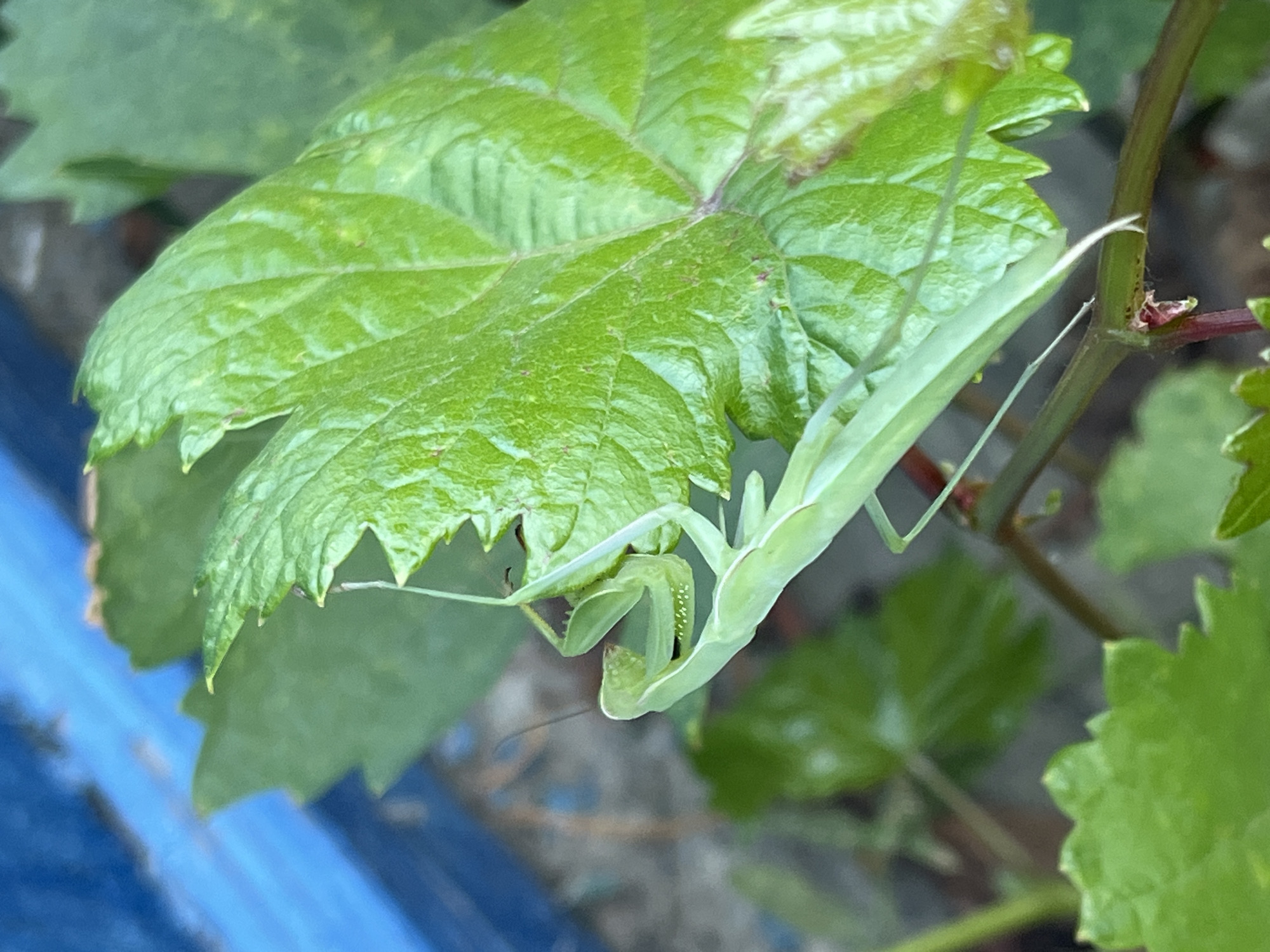 A light green praying mantis is perched on a vibrant green leaf. The mantis is facing to the left, with its head tilted down and its forelegs bent. Its body is elongated, and its wings are folded over its back. The leaf is broad and has serrated edges, with visible veins. In the background, there is a blurry blue object, possibly a piece of painted wood or metal, and out-of-focus green foliage. The scene appears to be outdoors, in a garden or natural setting, potentially in the city of Krasnyye Barrikady, Russia. The lighting suggests it is daytime, with natural light illuminating the insect and plant.