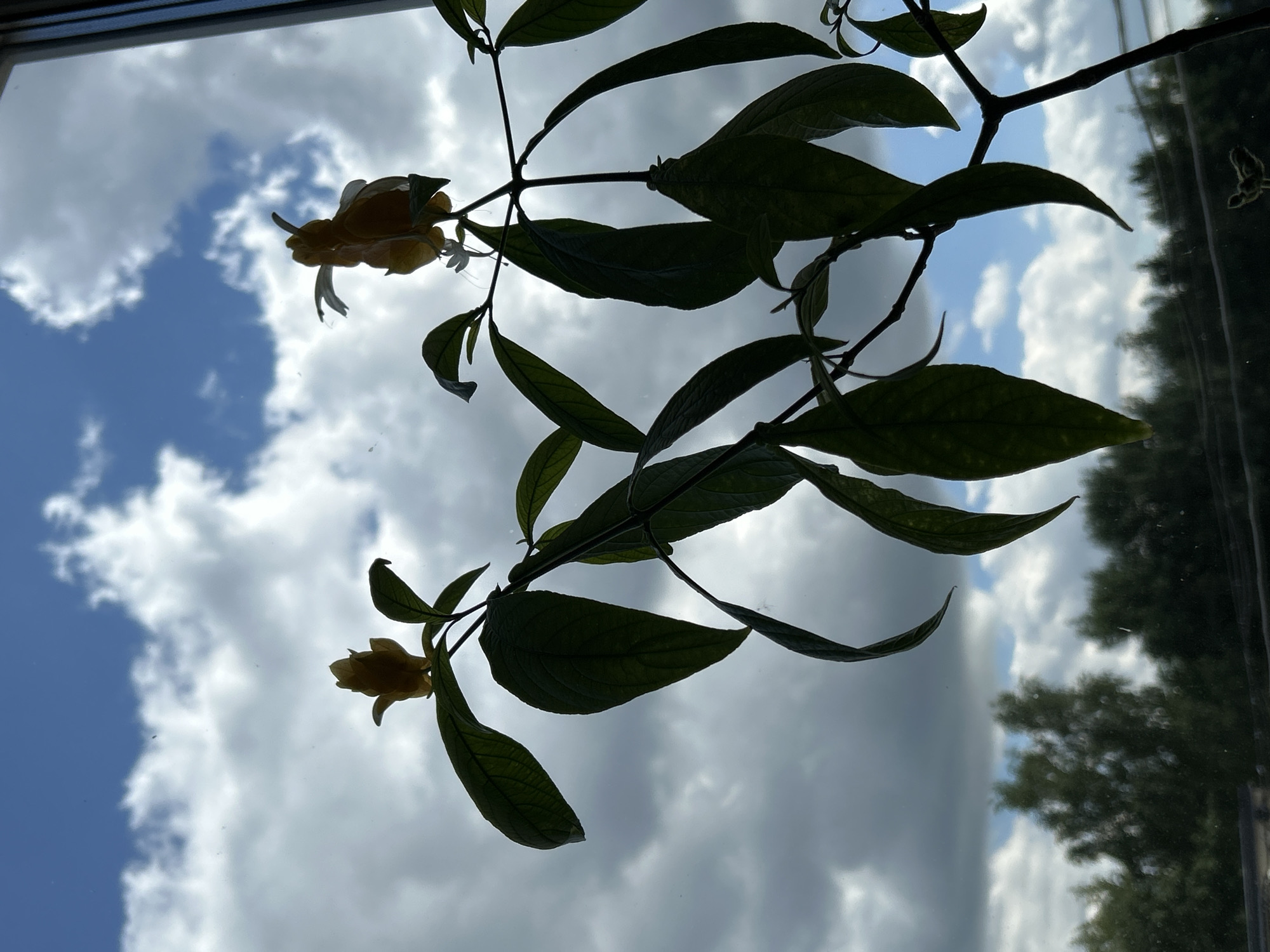 A silhouette of a flowering plant, possibly a shrimp plant (Justicia brandegeeana), is captured against a backdrop of a cloudy blue sky, seen through a window. The plant features several dark green leaves and two prominent yellow-orange bracts, each shaped like a shrimp, at the tips of its branches. A few delicate white flowers are also visible. In the distance, the faint outline of green trees and foliage can be seen, suggesting an outdoor environment beyond the window. The photograph appears to be taken from an interior space, looking outwards. The overall impression is one of a domestic setting, potentially a home or office in the city of Zelenograd, Russia, where the plant is being cultivated indoors.