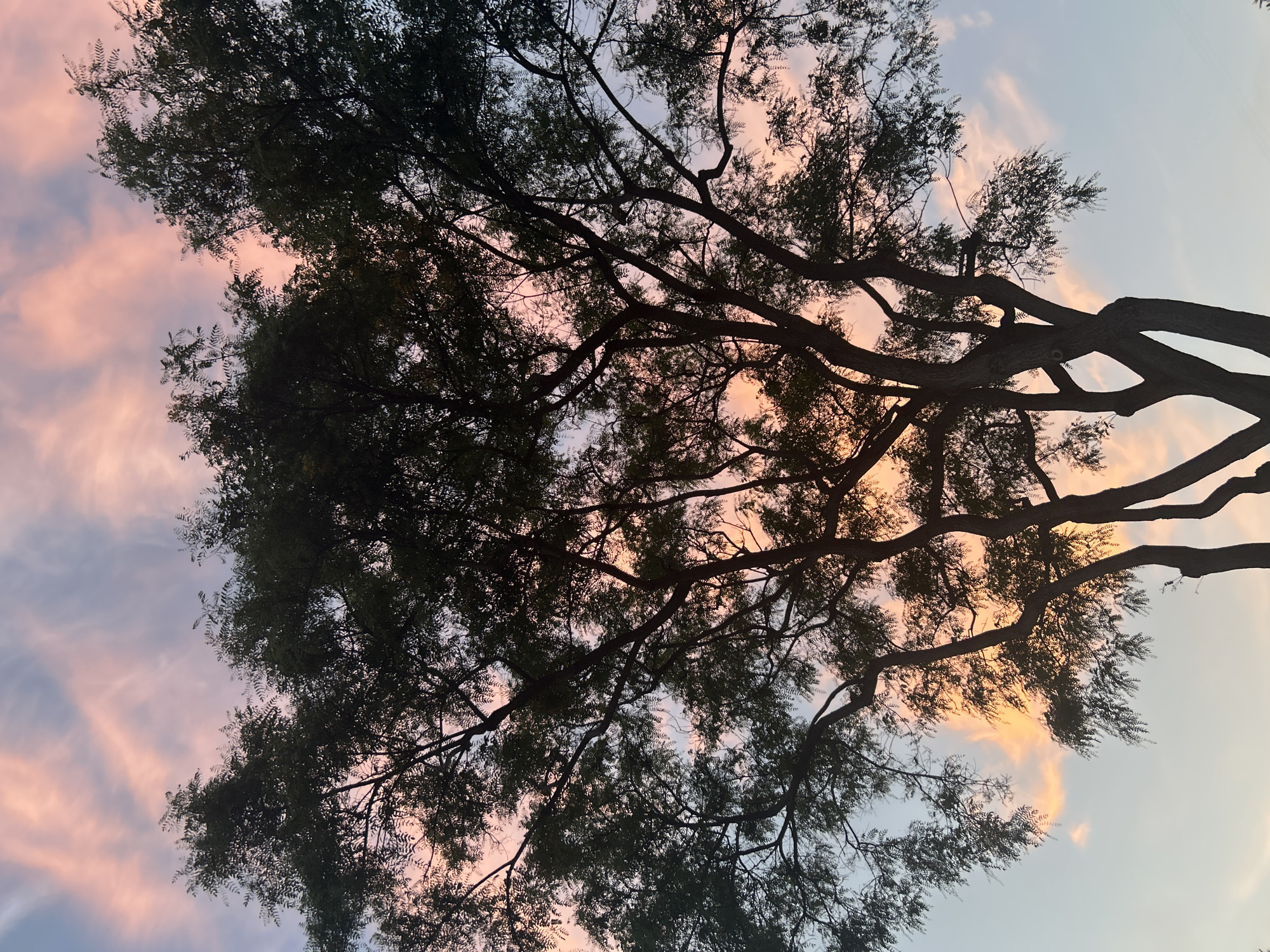 A low-angle, upward shot shows the silhouette of a large tree against a sunset sky. The tree's branches reach across the frame, filled with leaves. The sky is a gradient of pastel colors, transitioning from light blue at the bottom to pink and peach tones higher up, with wispy clouds. No people or identifiable objects are present. The location in the city of Câmara de Lobos, Portugal, cannot be confirmed or denied from the image alone.