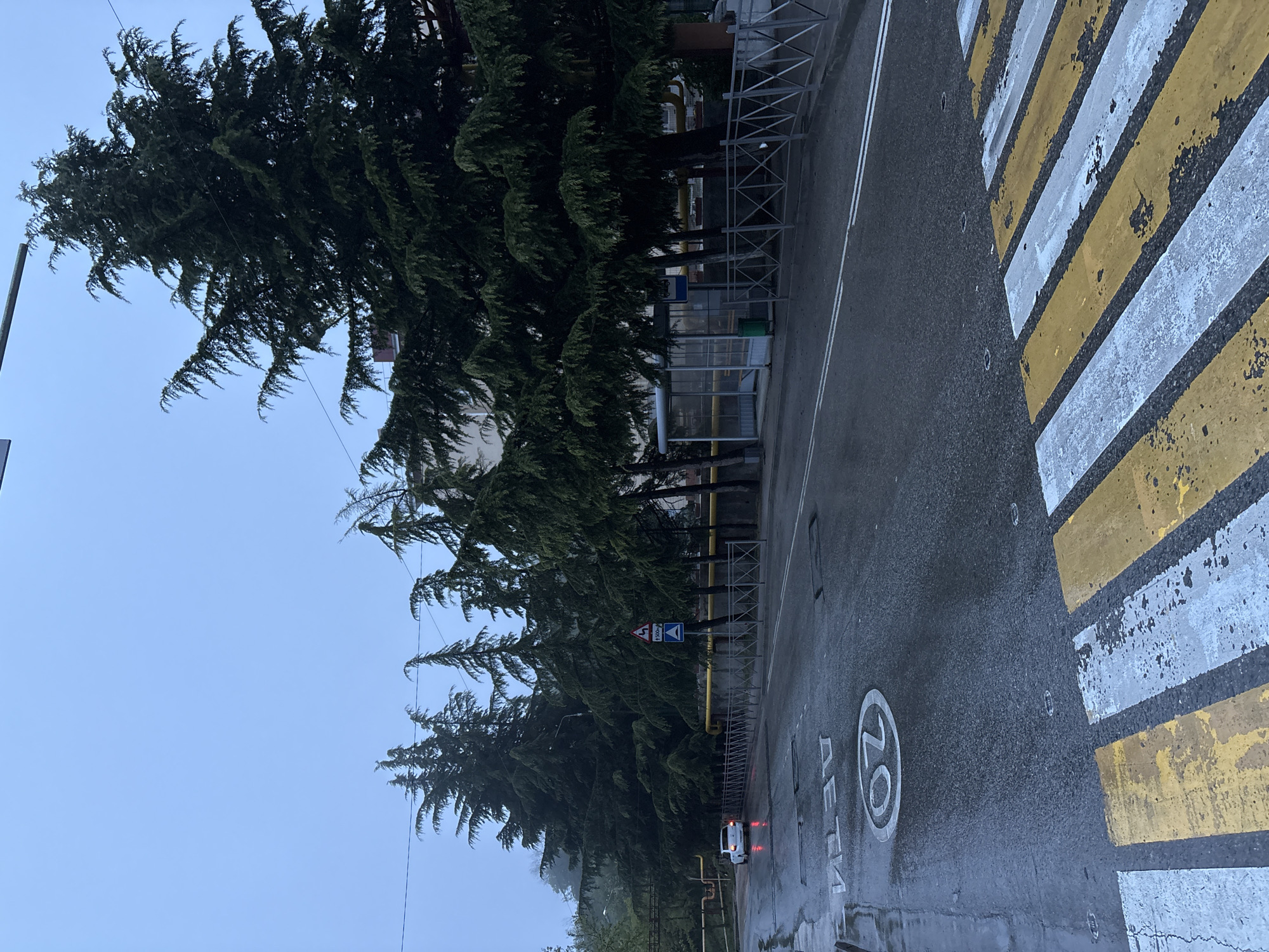 The image shows a street scene in what appears to be Lazurnoe, Ukraine, based on the Cyrillic text marking a 20 km/h speed limit near a pedestrian crossing. The scene is overcast and possibly wet, as the asphalt road surface is shiny. A series of tall, dark green evergreen trees line the left side of the road, partially obscuring buildings. A metal fence runs along the trees. A yellow gas pipe is visible along the fence. On the right is a pedestrian crossing with alternating yellow and white stripes. A white vehicle with red lights can be seen further down the road. Road signs are visible amidst the trees.